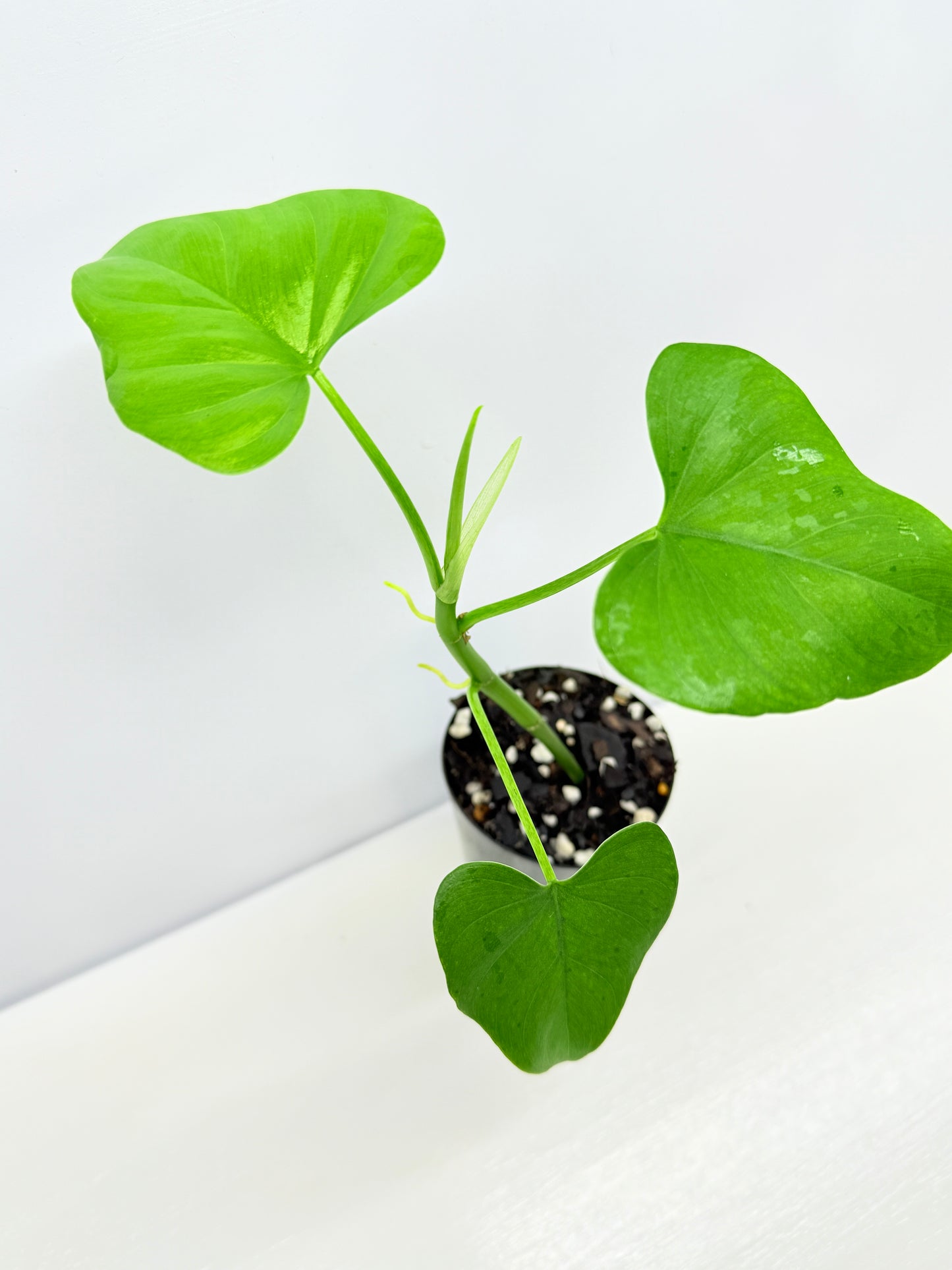 Philodendron 'Jacquinii' A67