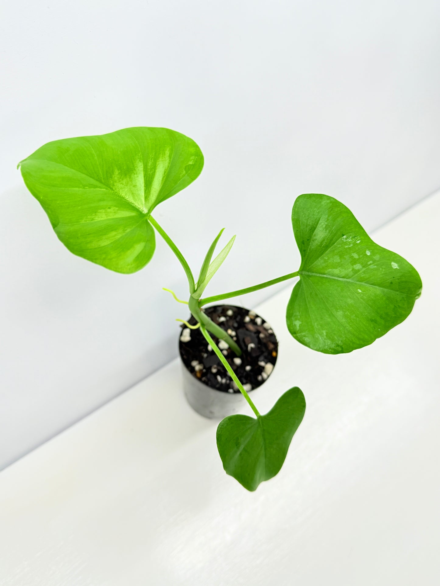 Philodendron 'Jacquinii' A67