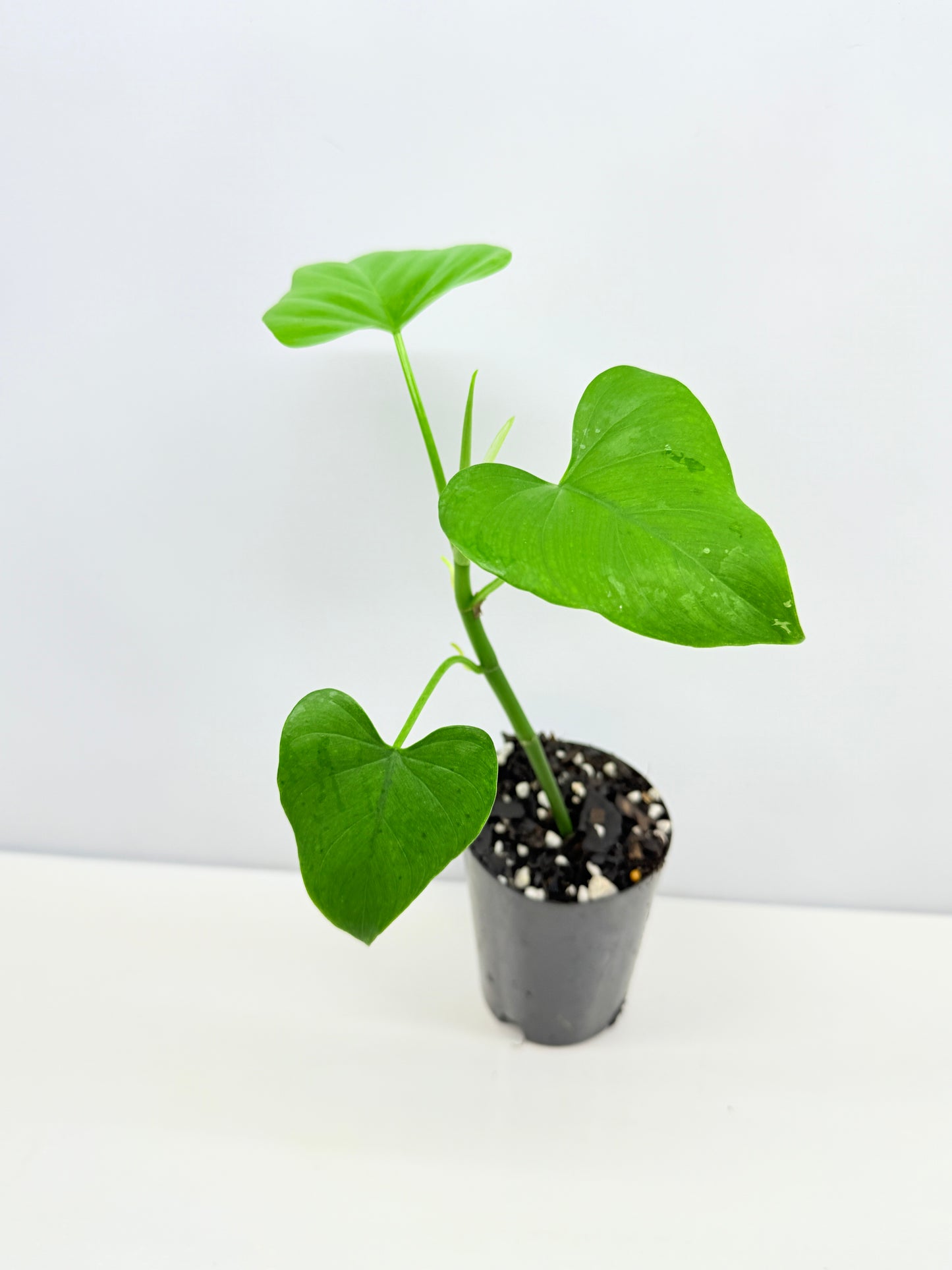 Philodendron 'Jacquinii' A67