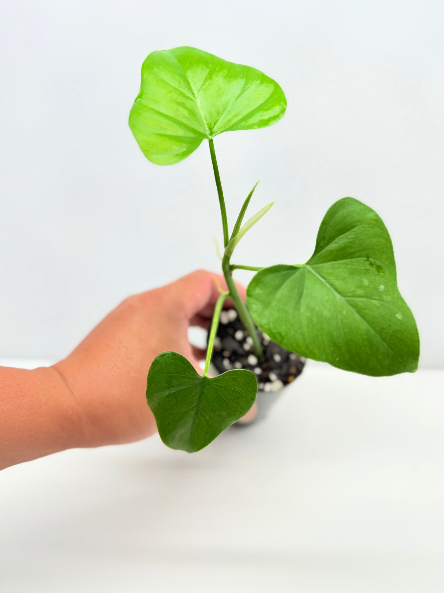 Philodendron 'Jacquinii' A67