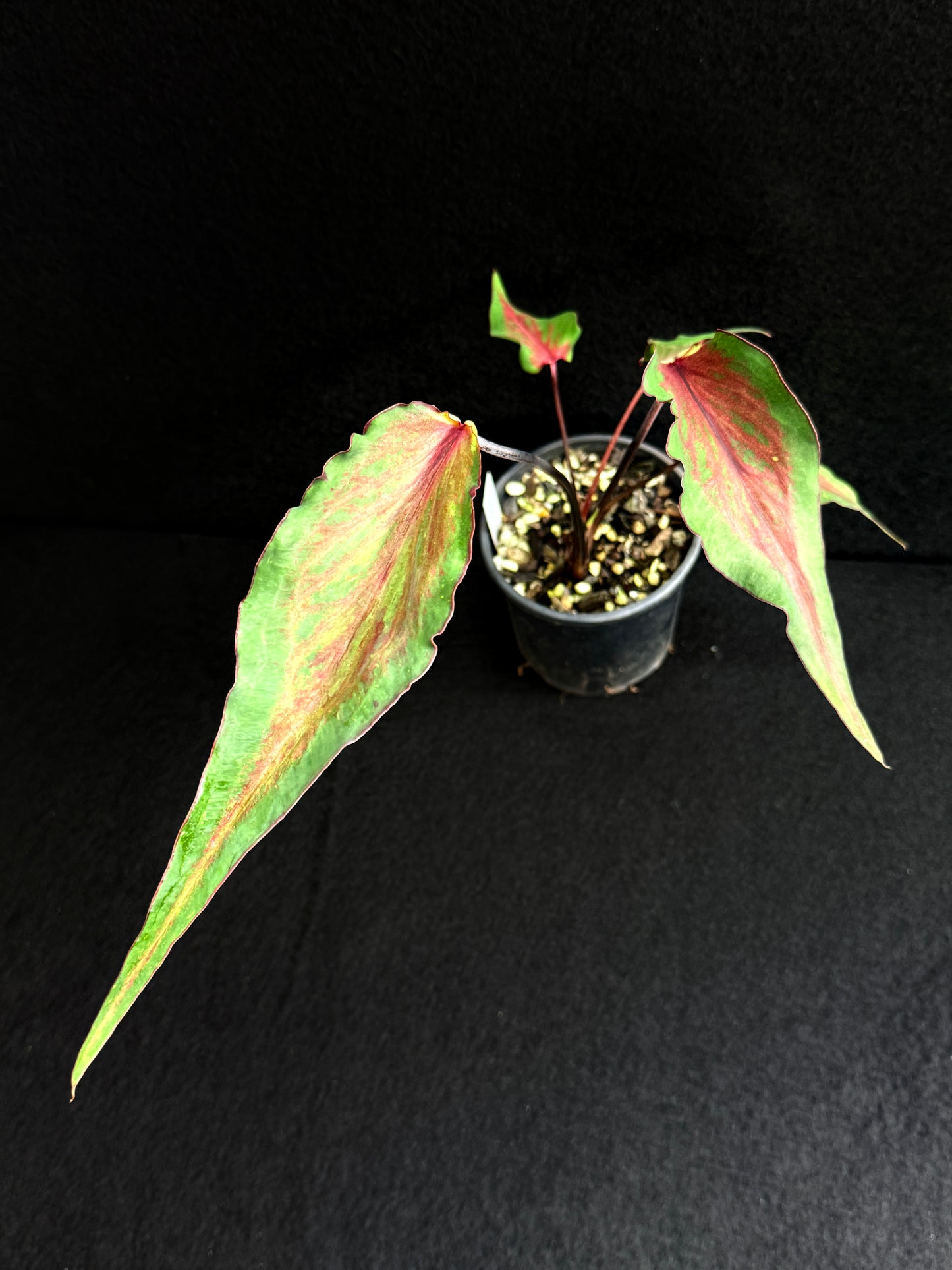 Caladium Hybrid F78