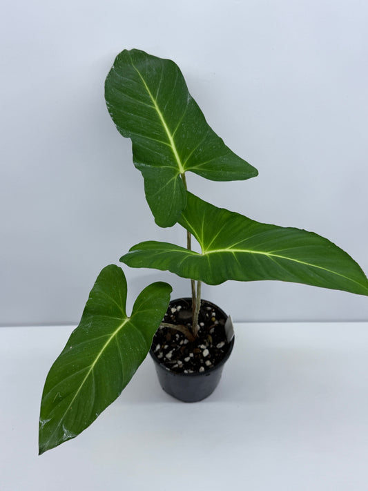 Adelonema yanamonoensis aka Homalomena Lindenii S34