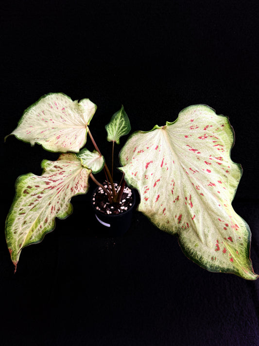 Caladium Hybrid E77