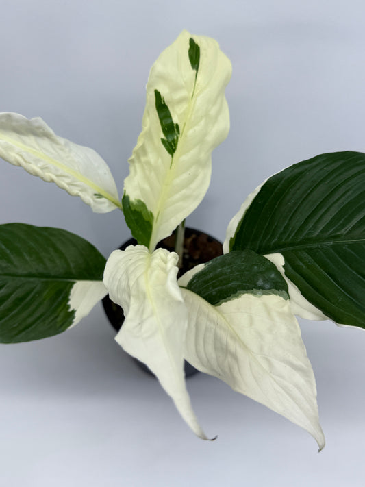 Spathiphyllum Picasso Variegated Peace Lilly I60