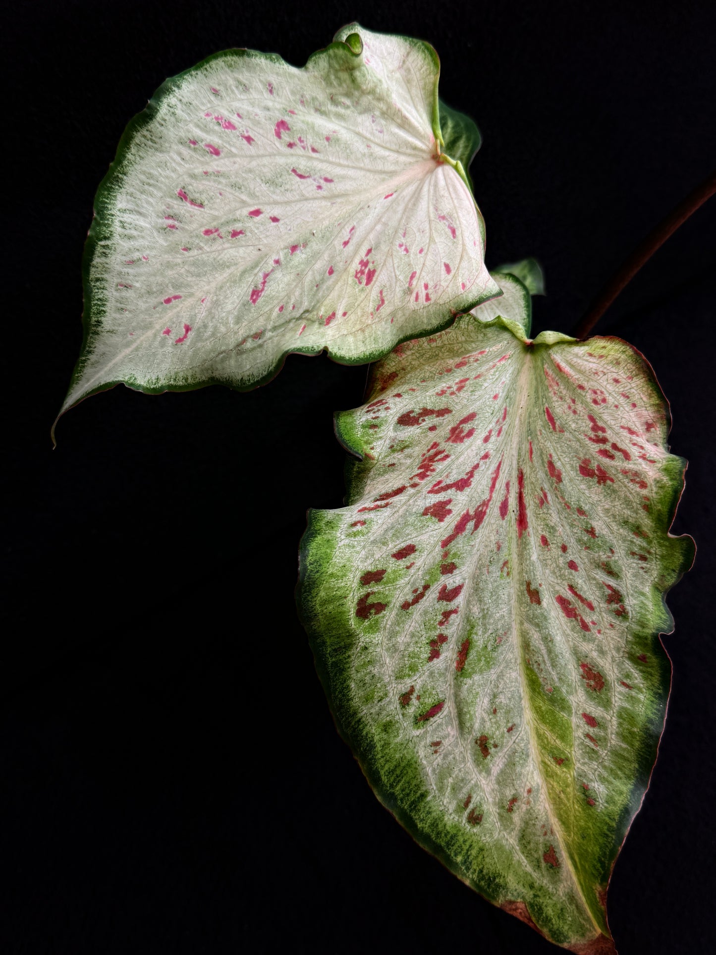 Caladium Hybrid E77
