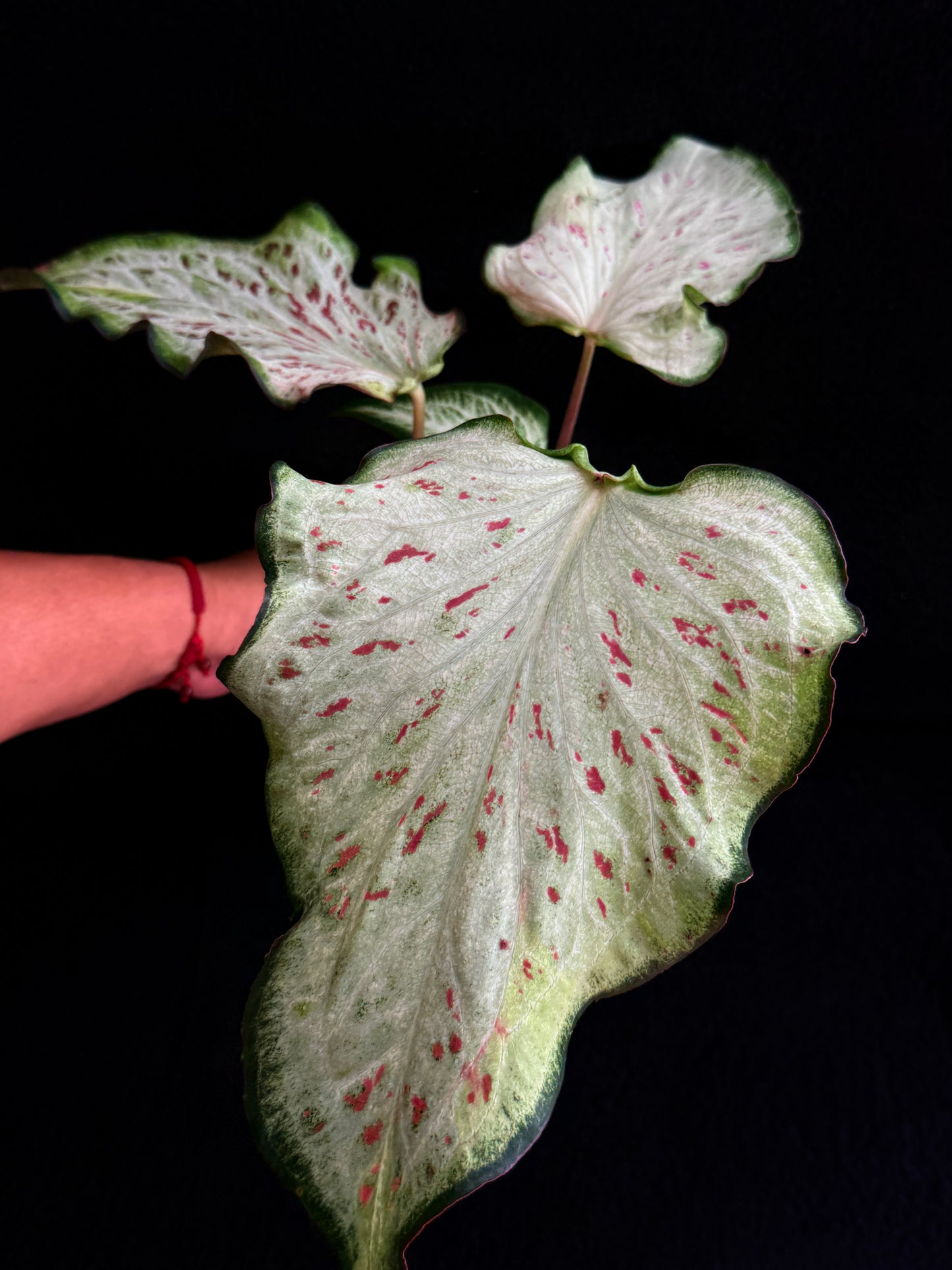 Caladium Hybrid E77