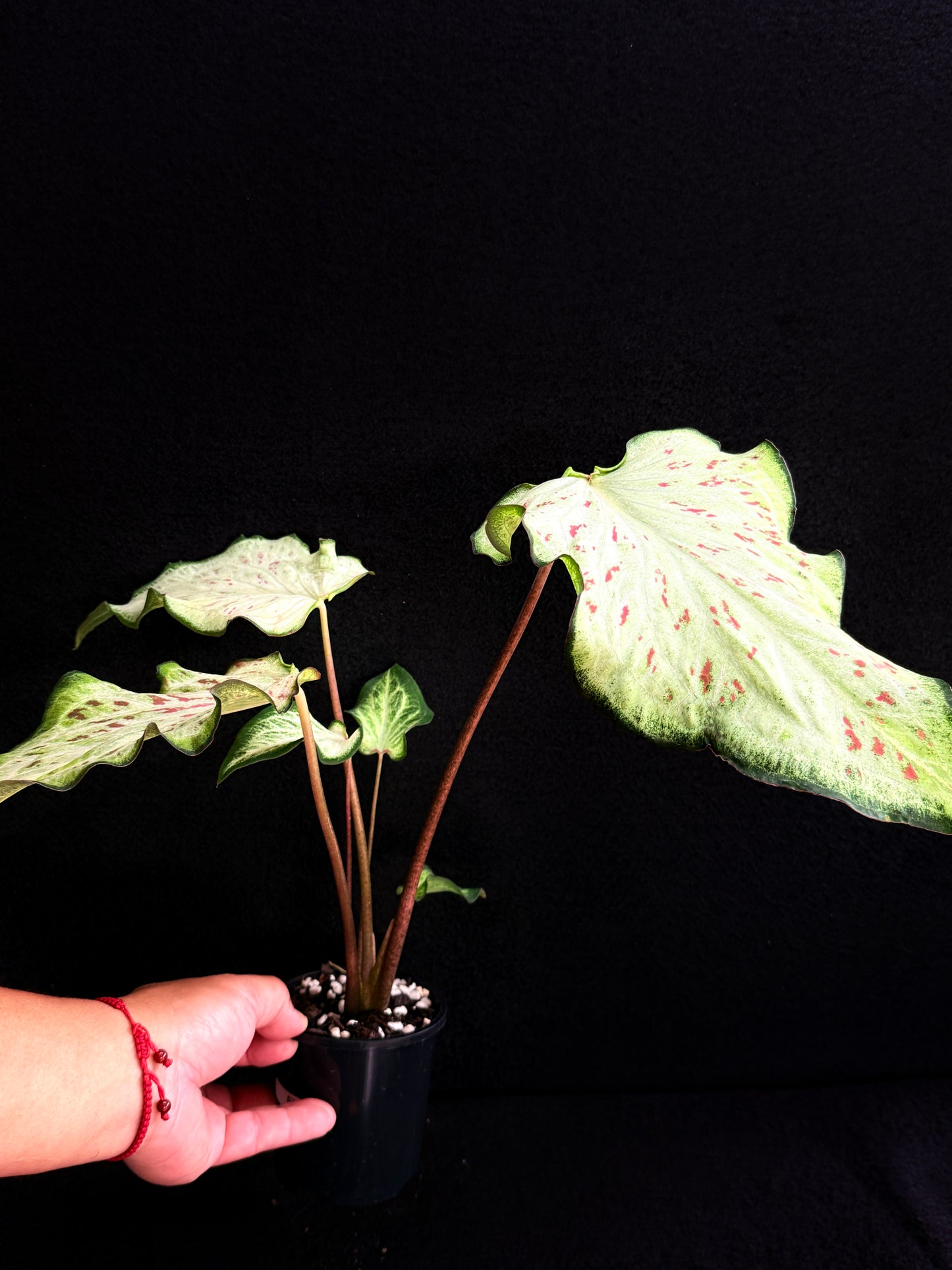 Caladium Hybrid E77