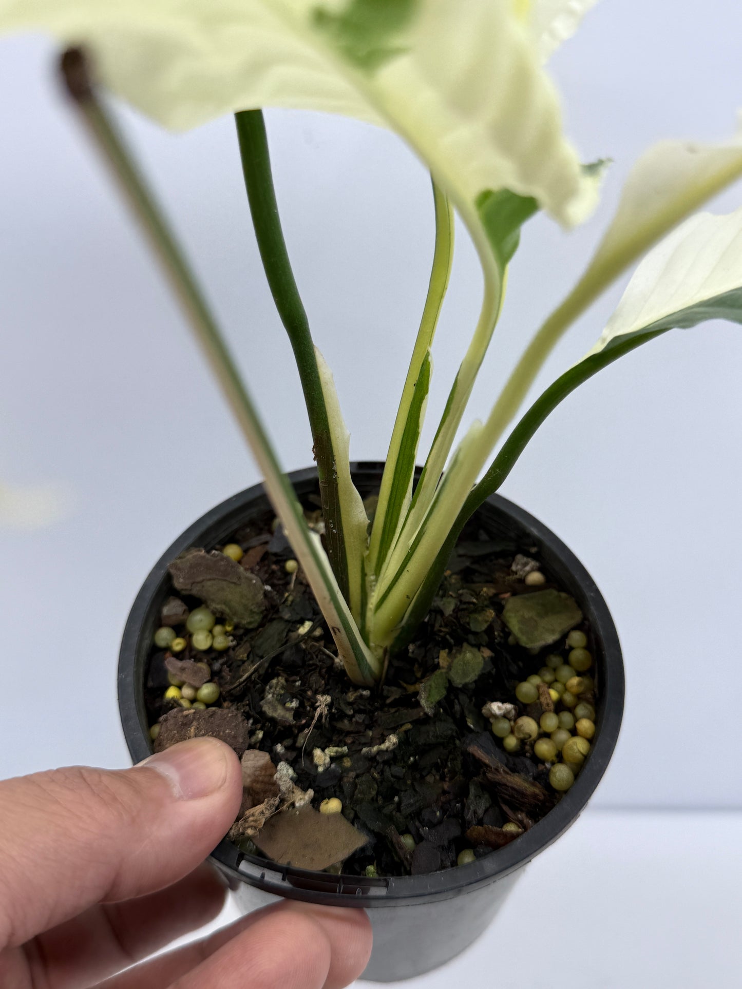 Spathiphyllum Picasso Variegated Peace Lilly I60