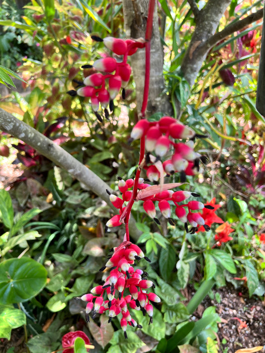 Aechmea weilbachii forma pendula