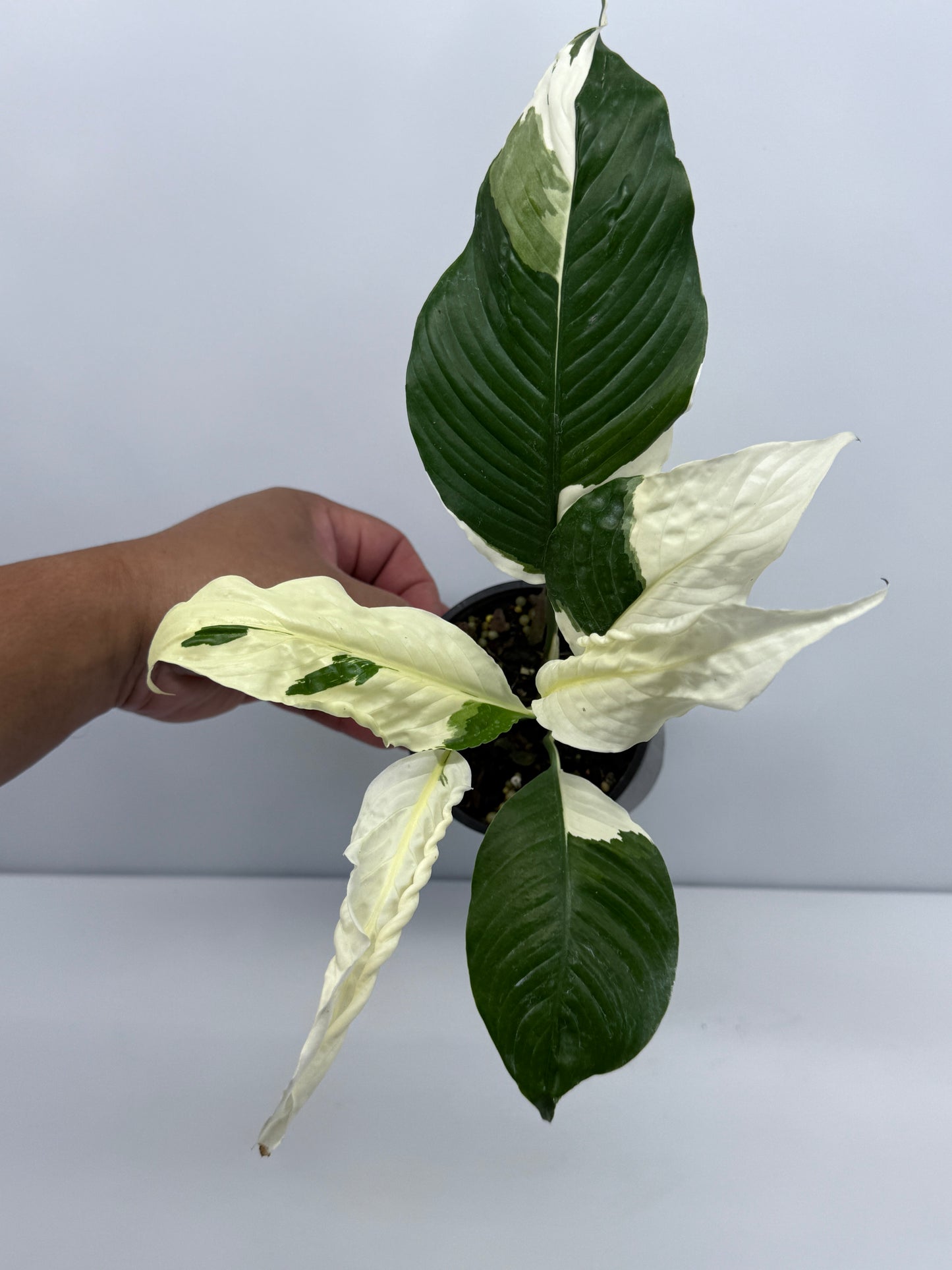 Spathiphyllum Picasso Variegated Peace Lilly I60
