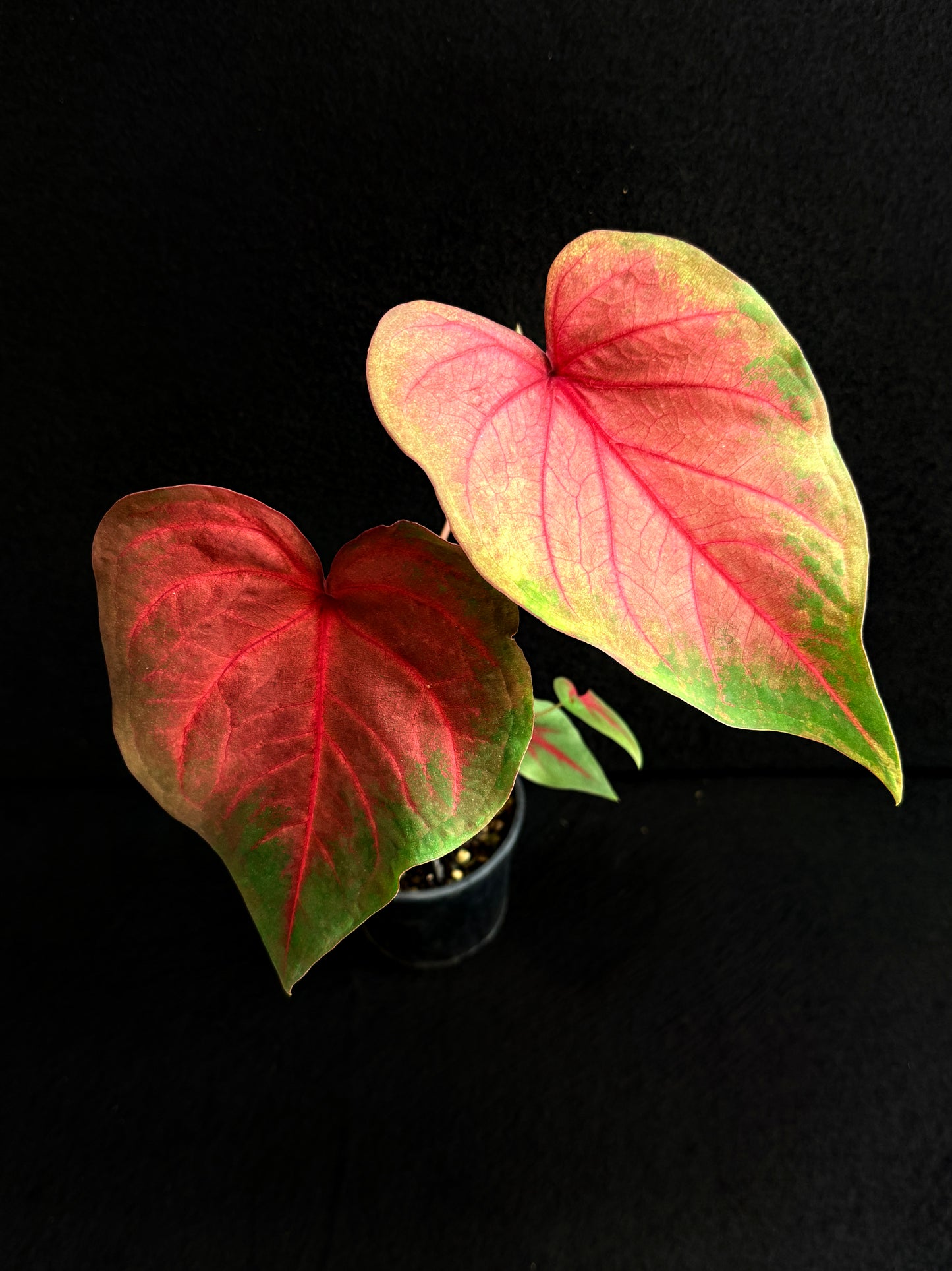 Caladium Hybrid E80