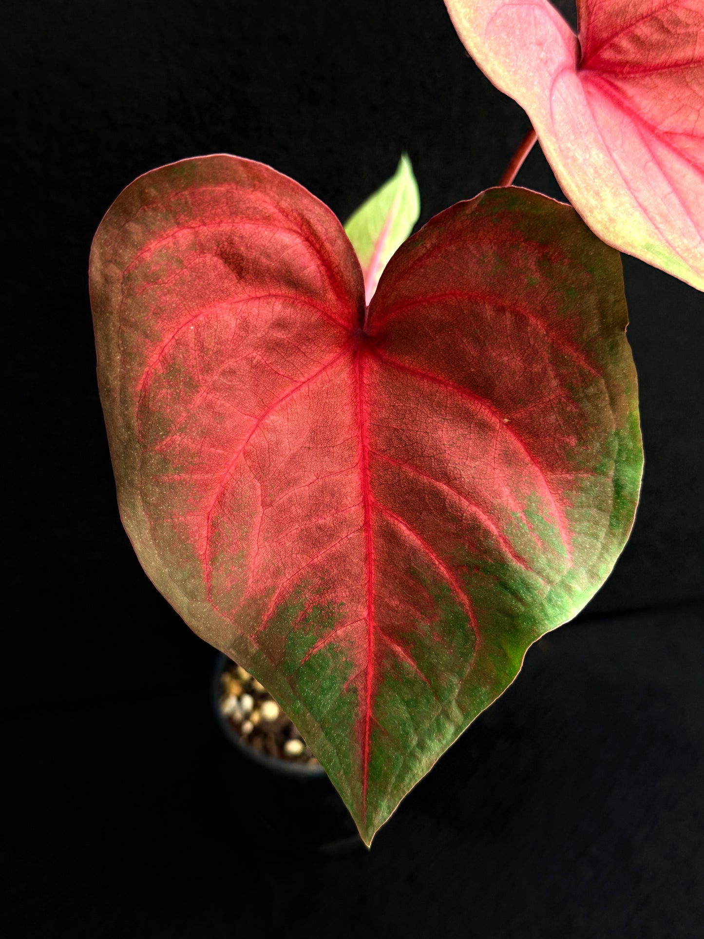 Caladium Hybrid F79