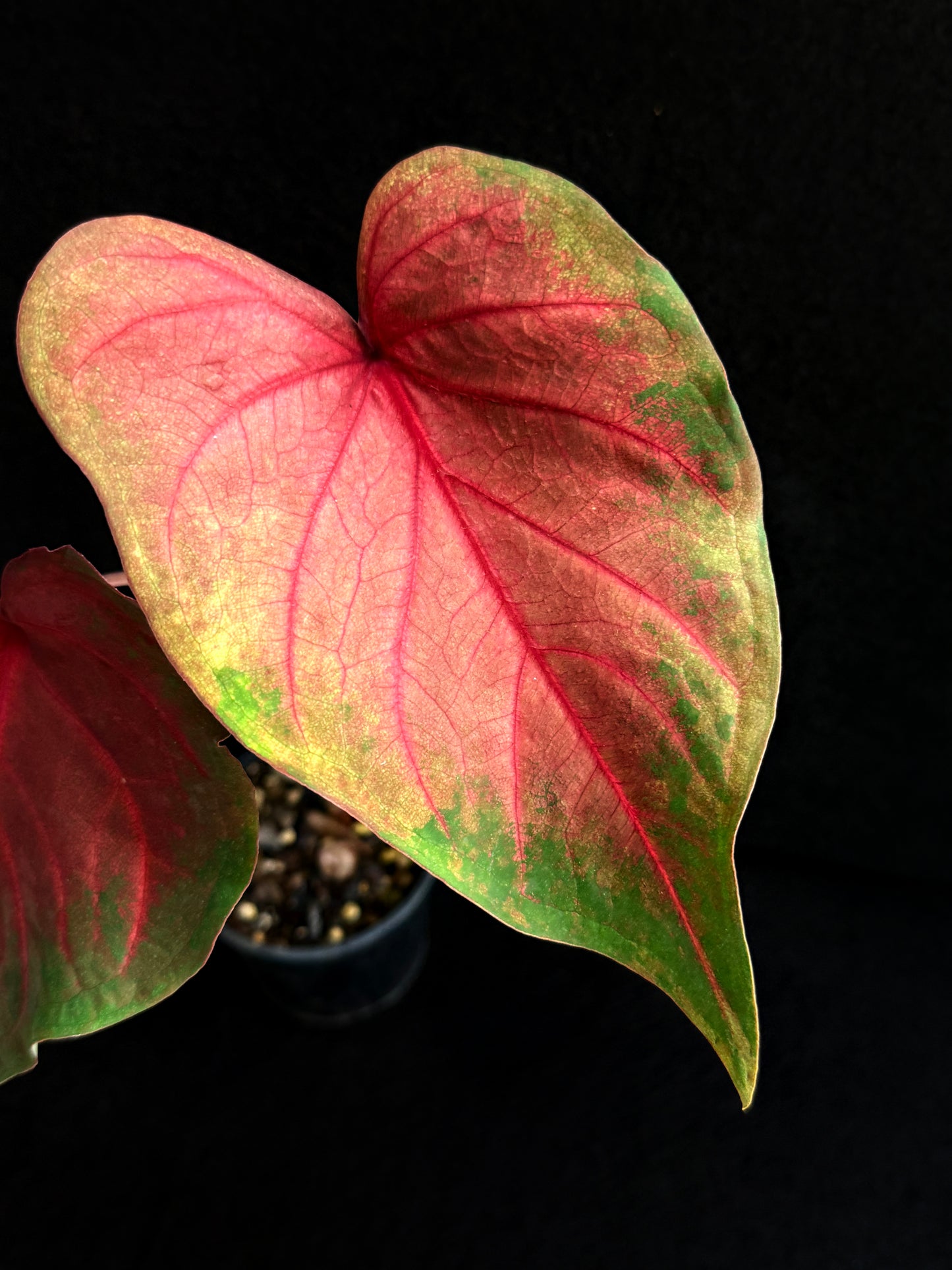 Caladium Hybrid F79