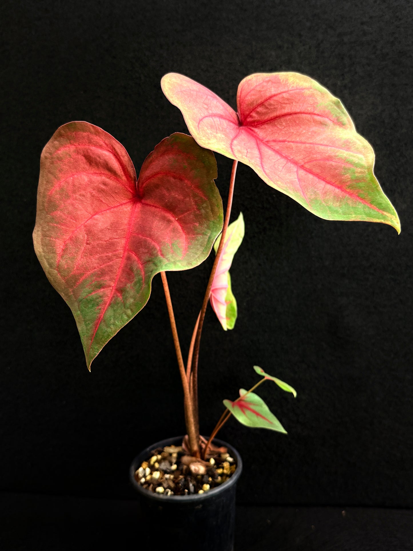 Caladium Hybrid E80