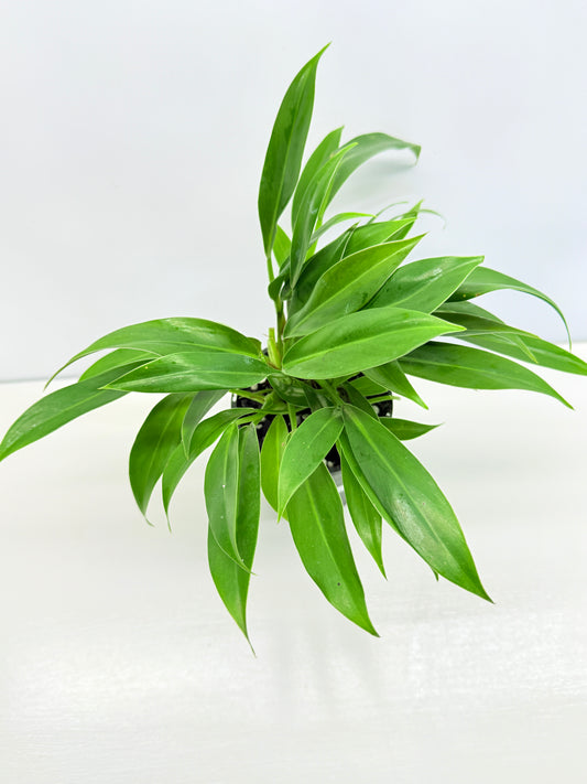 Philodendron 'Little Phil' R61