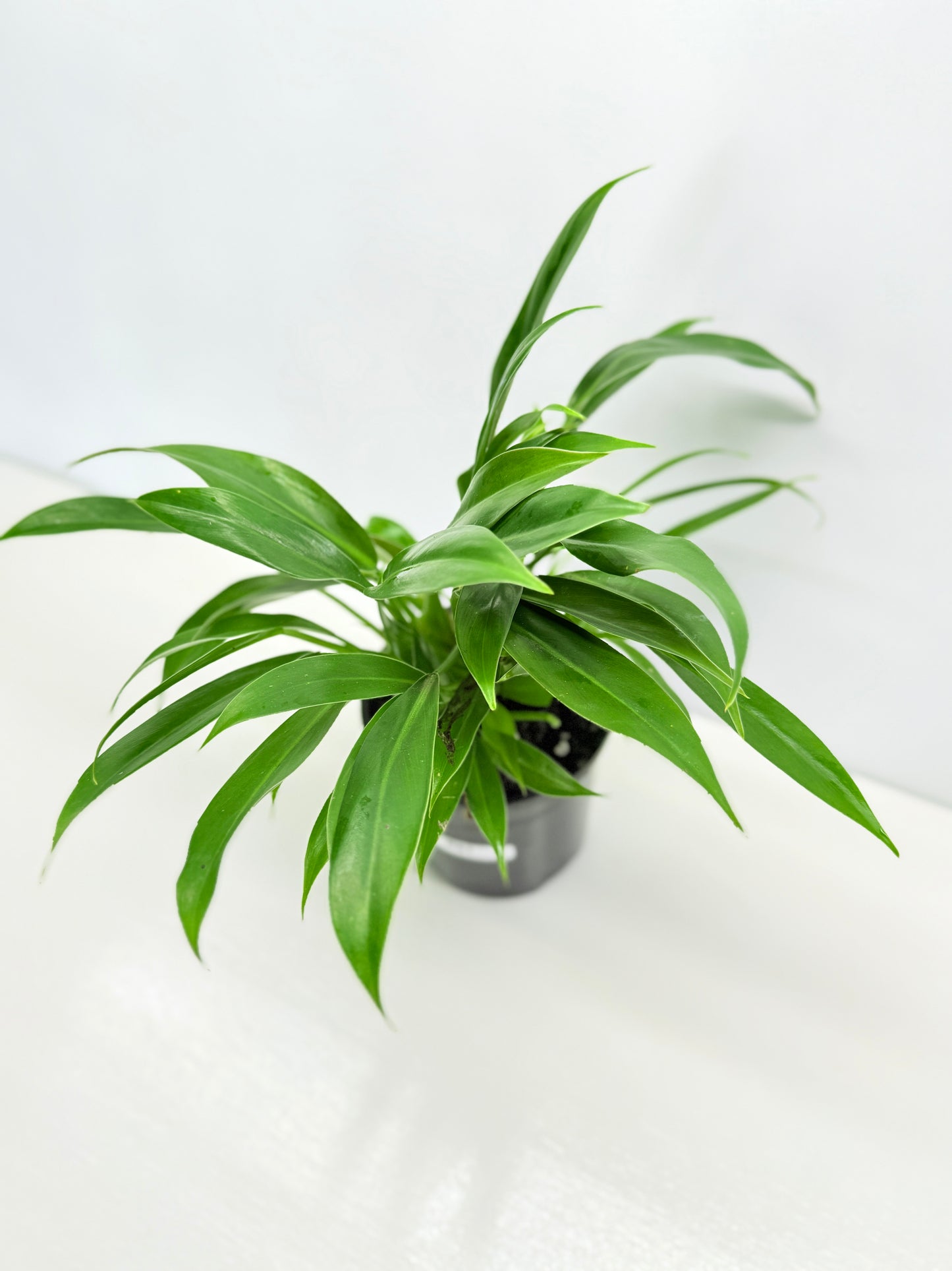 Philodendron 'Little Phil' R61