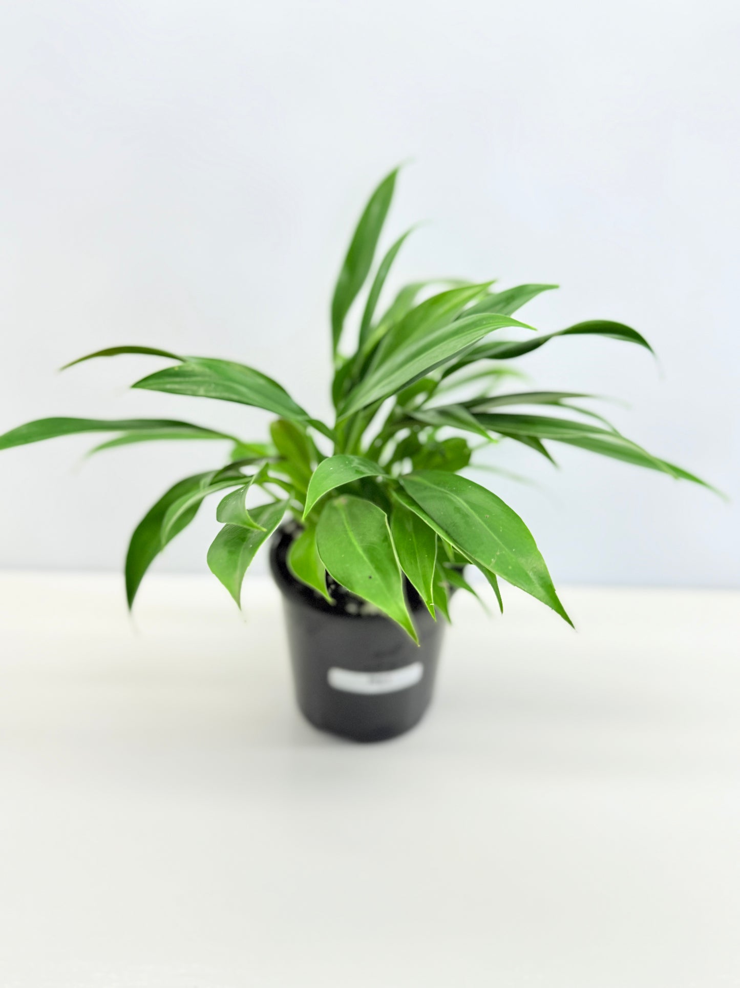 Philodendron 'Little Phil' R61