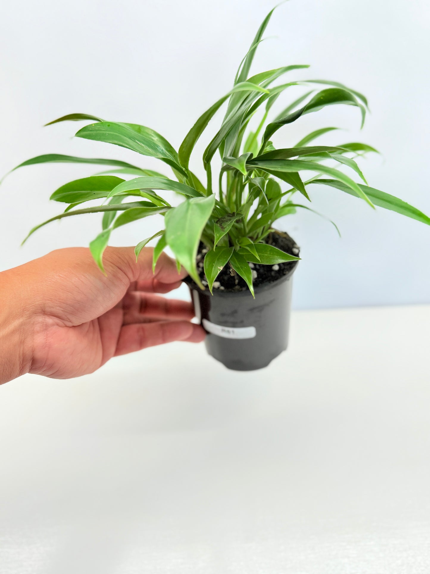Philodendron 'Little Phil' R61