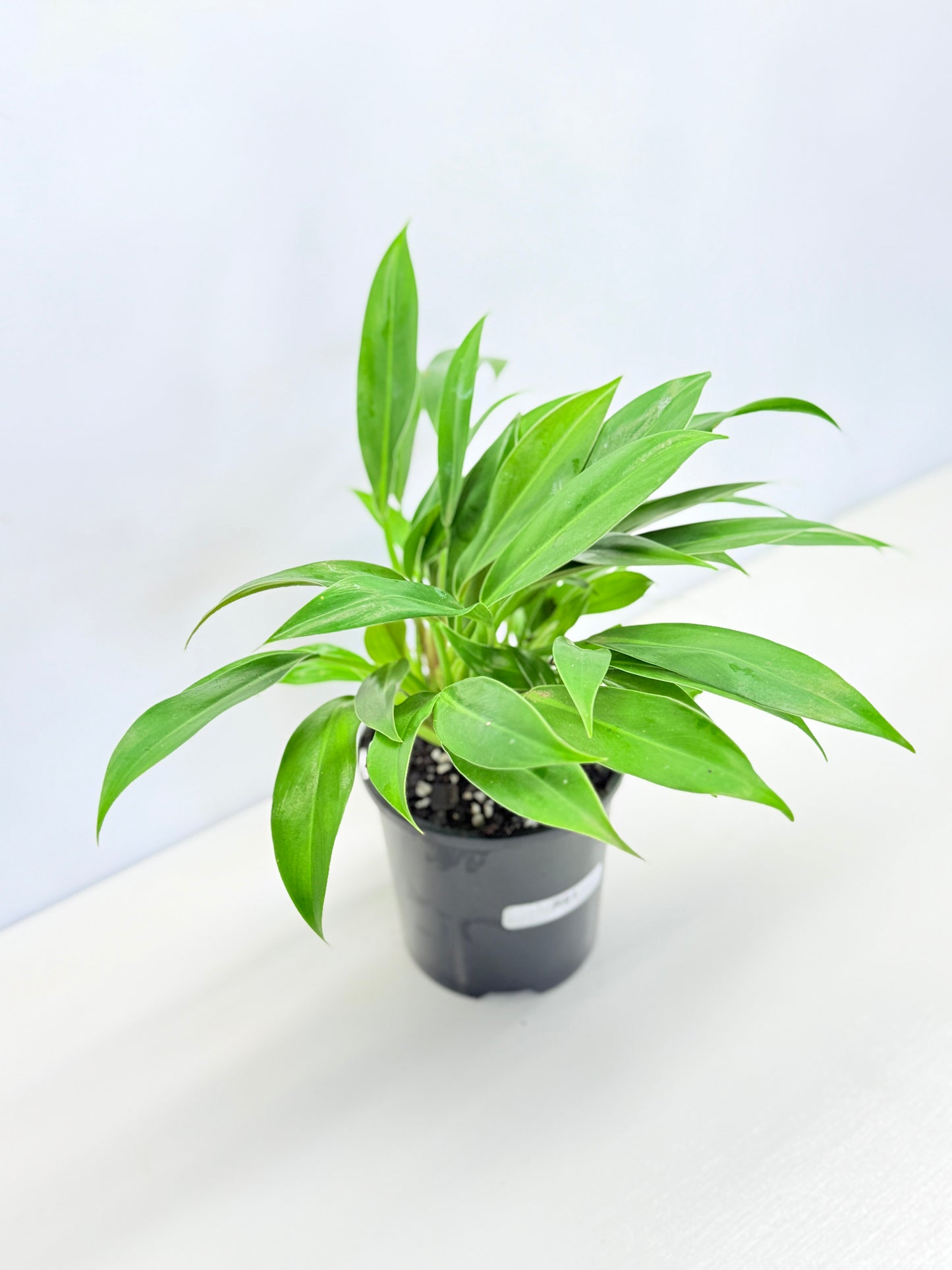 Philodendron 'Little Phil' R61