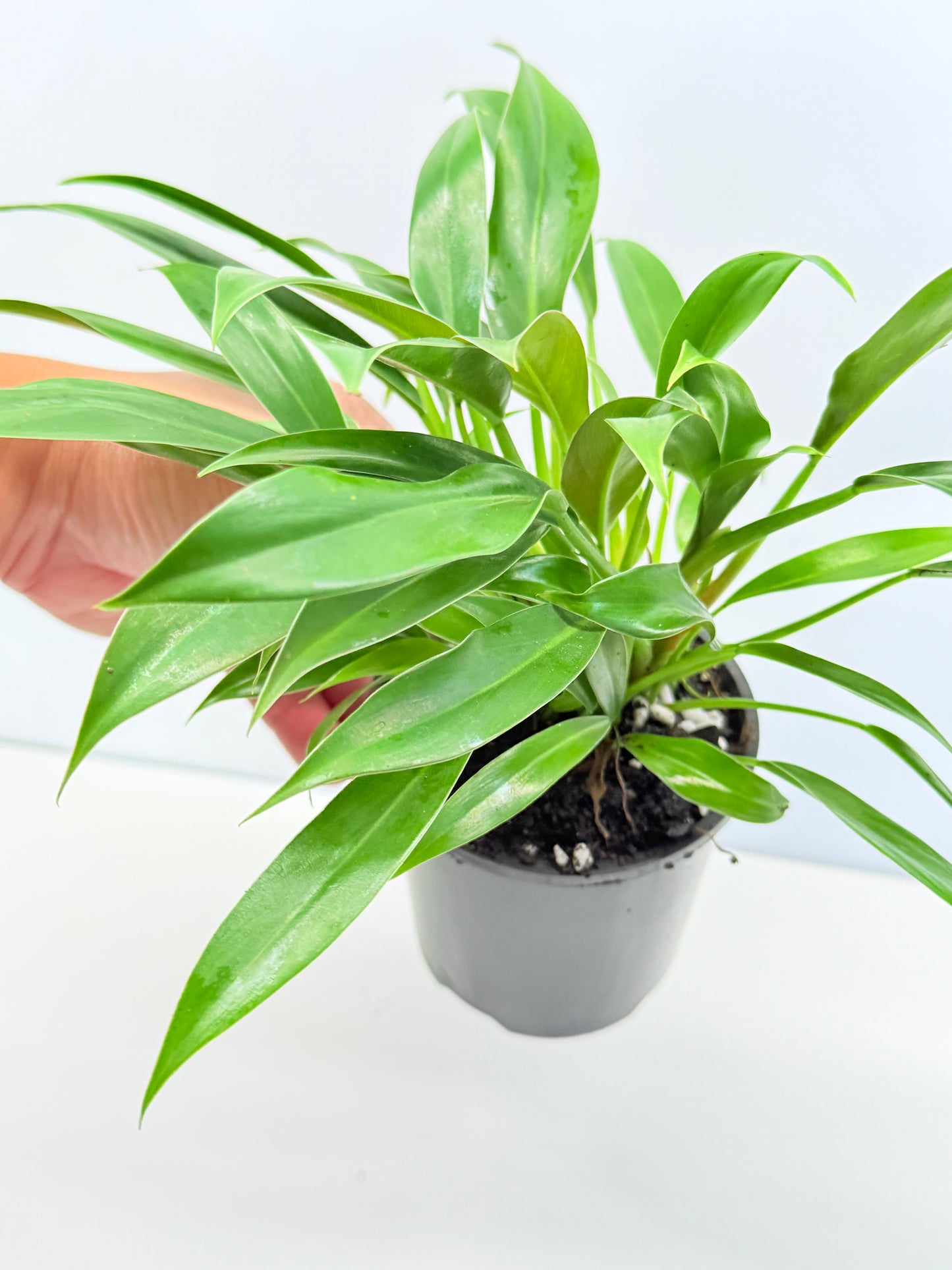 Philodendron 'Little Phil' R61