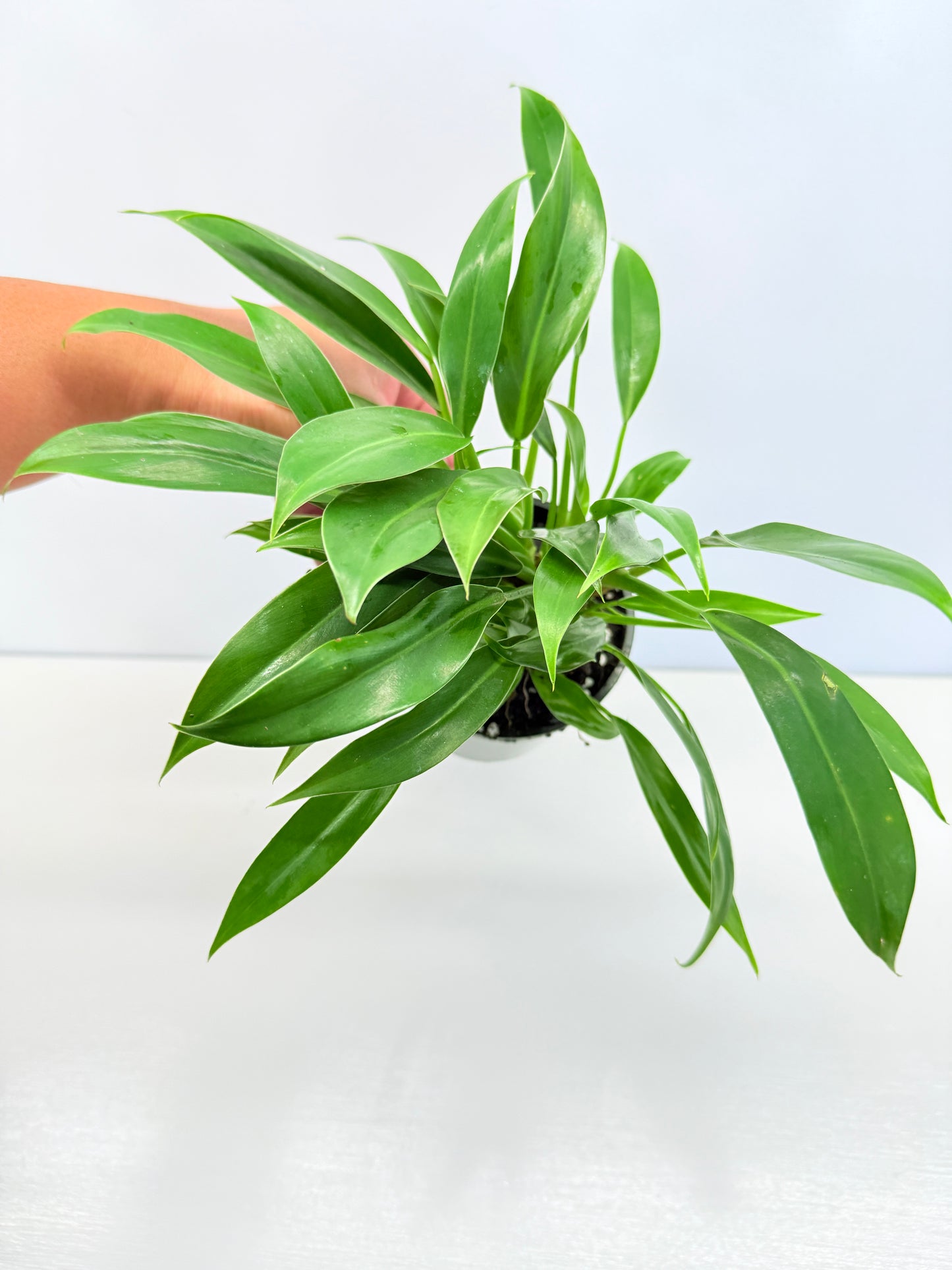 Philodendron 'Little Phil' R61