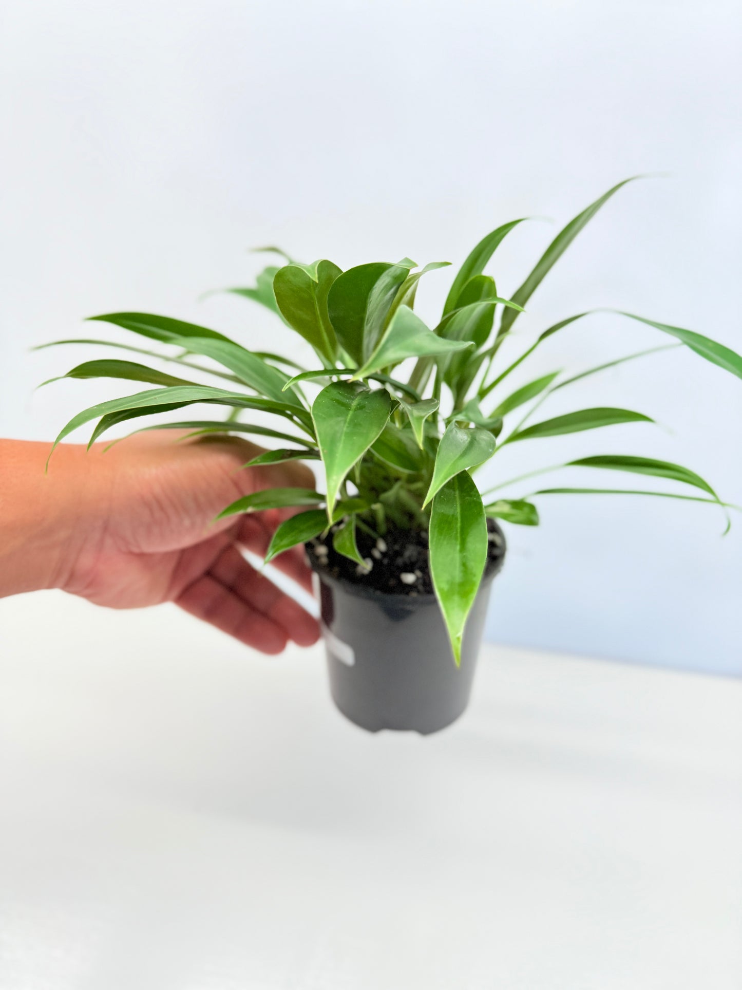 Philodendron 'Little Phil' R61