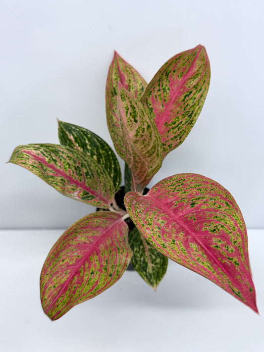 Aglaonema Legacy S39