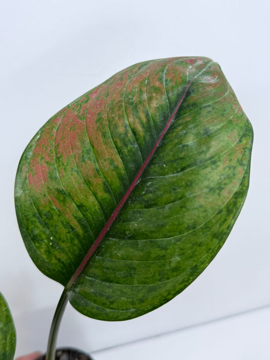 Aglaonema Heng Heng S40
