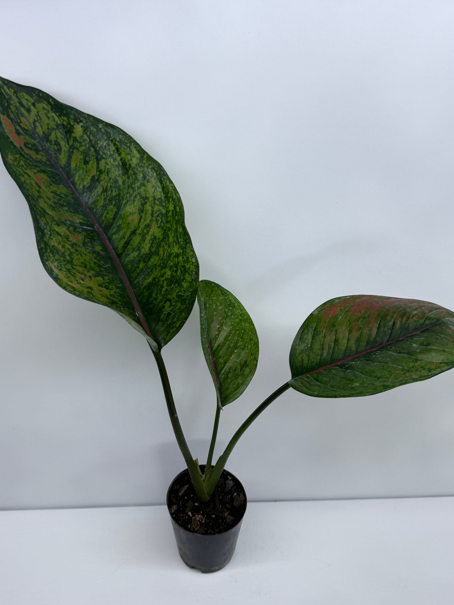 Aglaonema Heng Heng S40