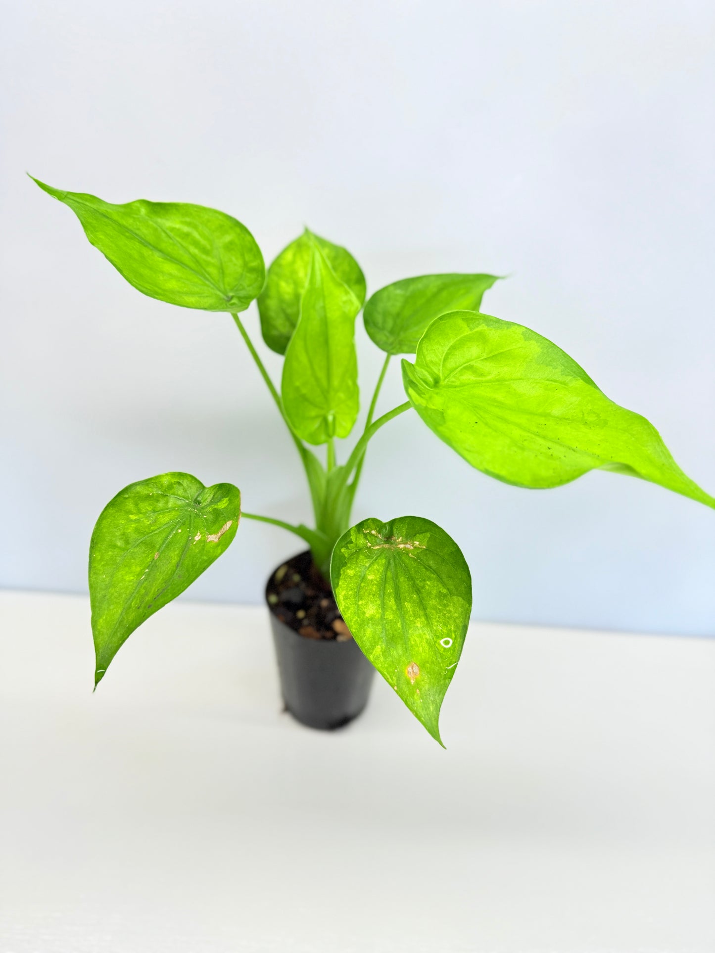 Alocasia Cucullata 'Moon Landing' A76