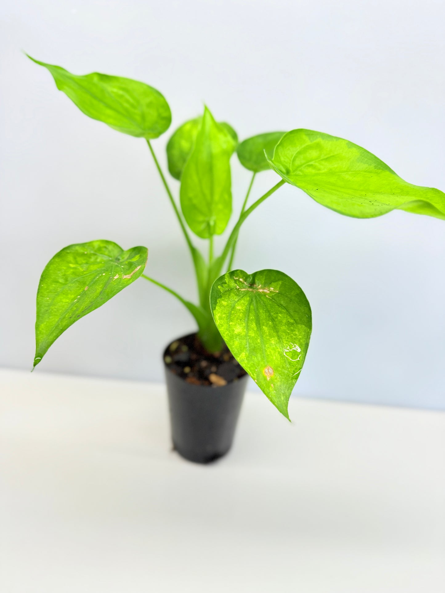 Alocasia Cucullata 'Moon Landing' A76
