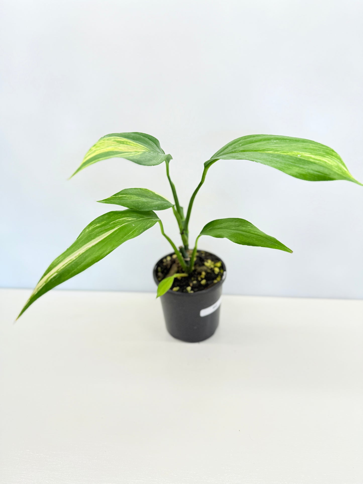 Epipremnum Amplissimum Variegated - Best Pick of the Crop!