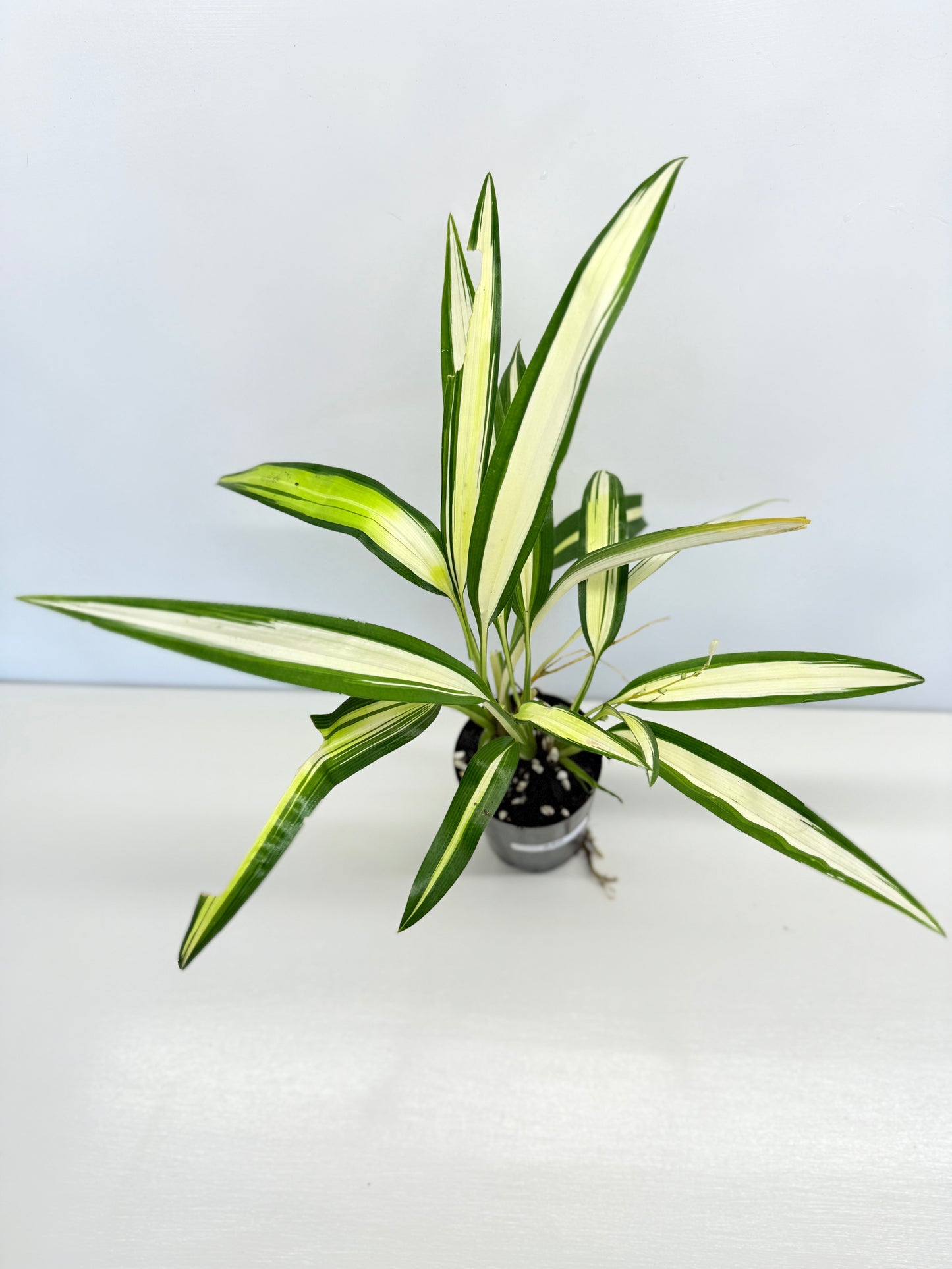 Chlorophytum capense Variegata - 'Variegated Spider Plant' - Best Pick of the Crop!