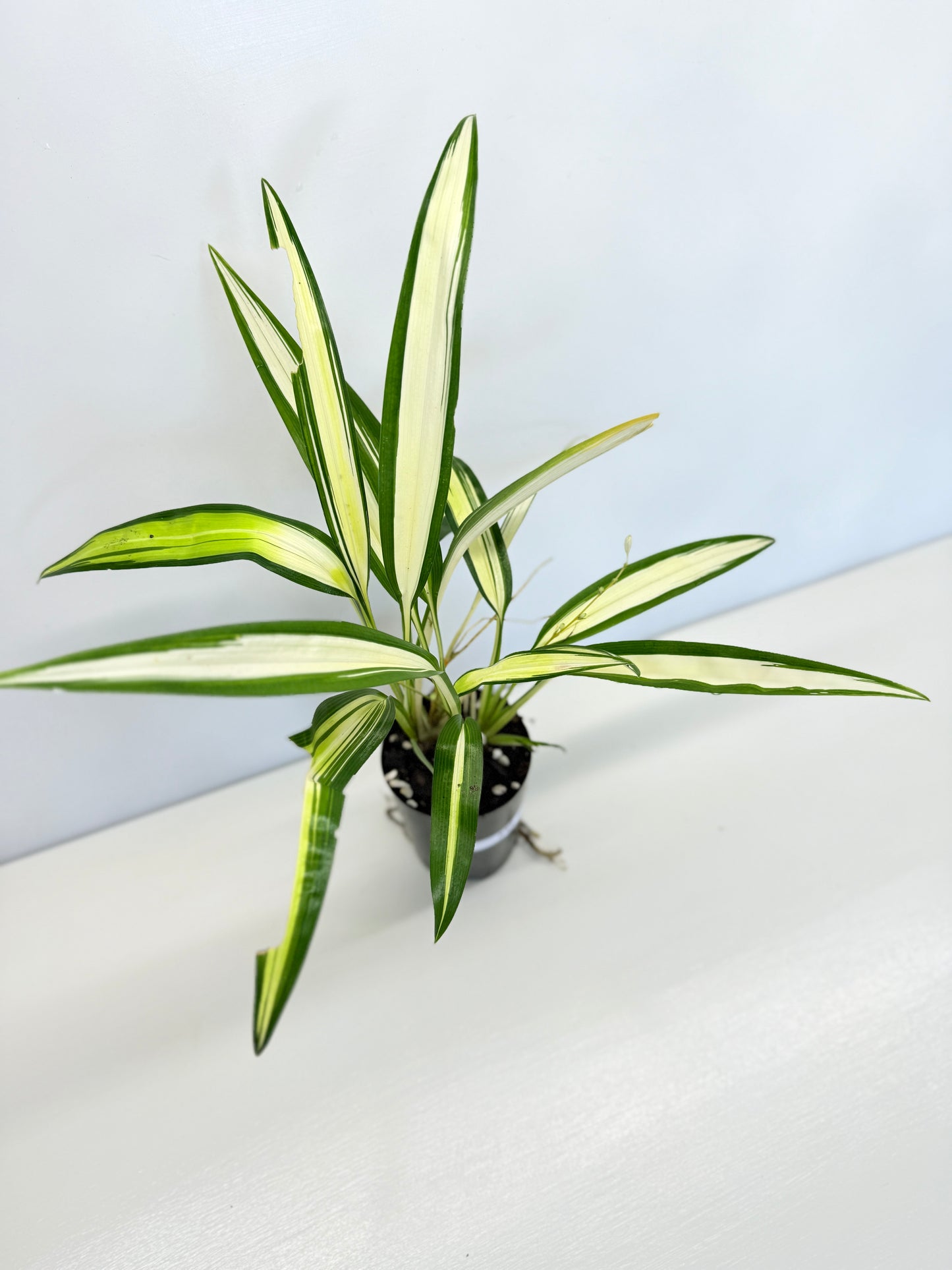 Chlorophytum capense Variegata - 'Variegated Spider Plant' - Best Pick of the Crop!