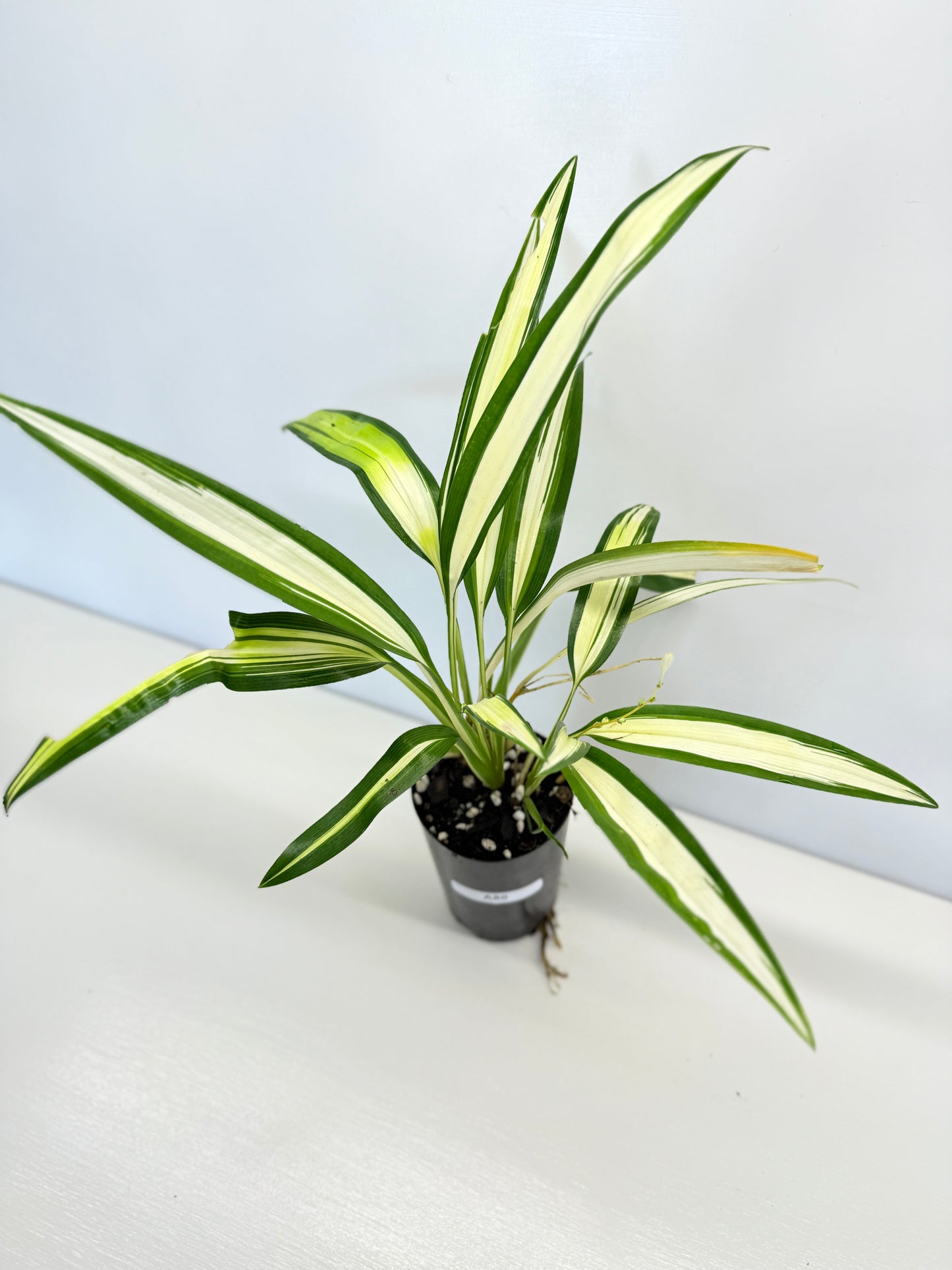 Chlorophytum capense Variegata - 'Variegated Spider Plant' - Best Pick of the Crop!