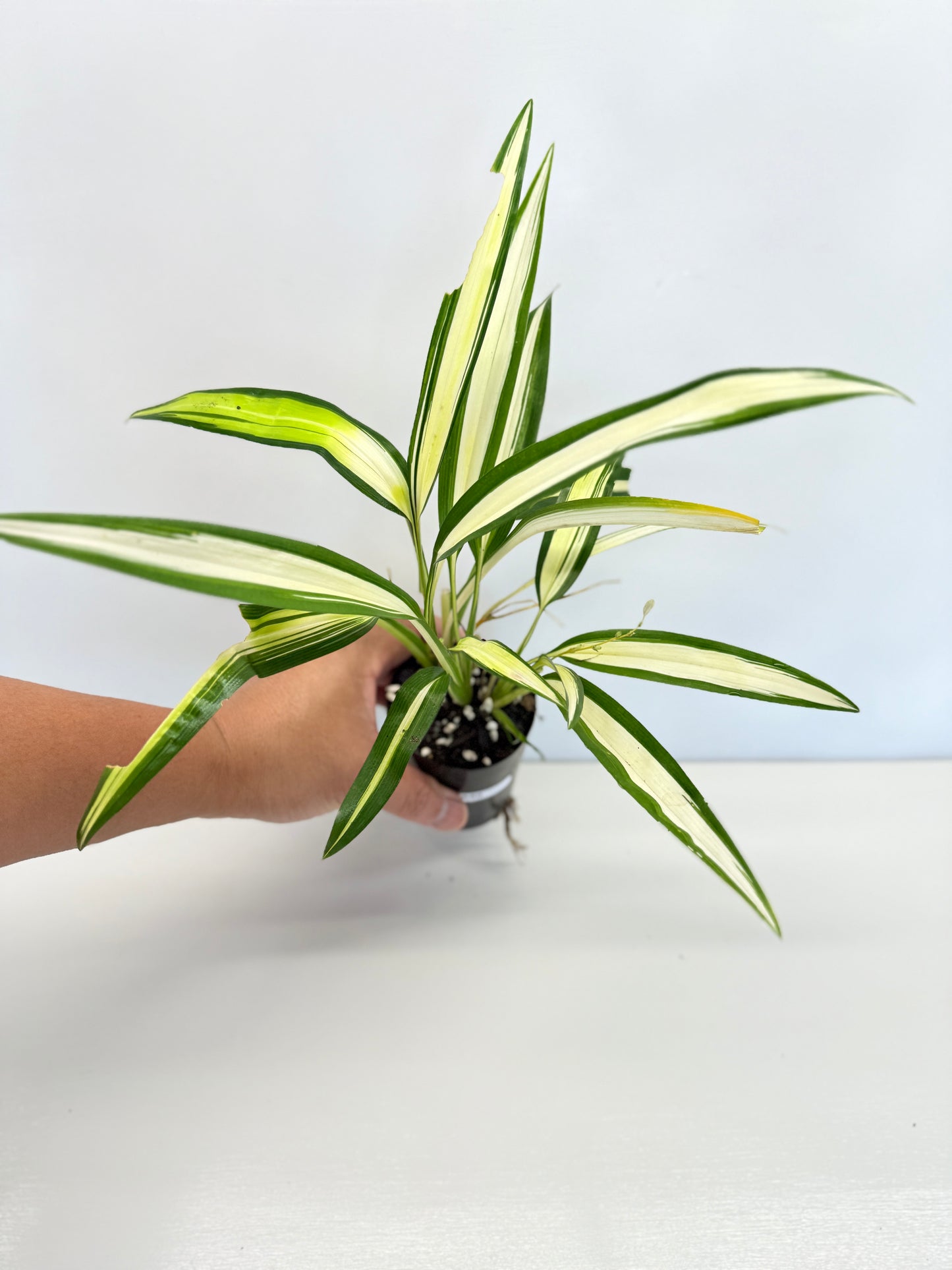 Chlorophytum capense Variegata - 'Variegated Spider Plant' - Best Pick of the Crop!