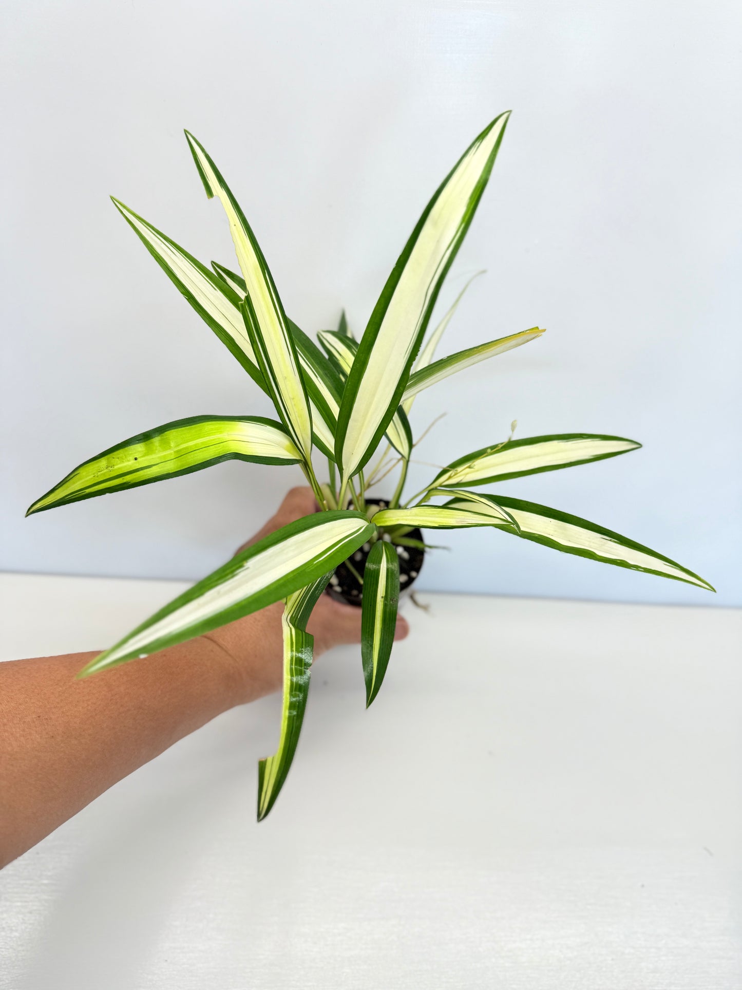 Chlorophytum capense Variegata - 'Variegated Spider Plant' - Best Pick of the Crop!