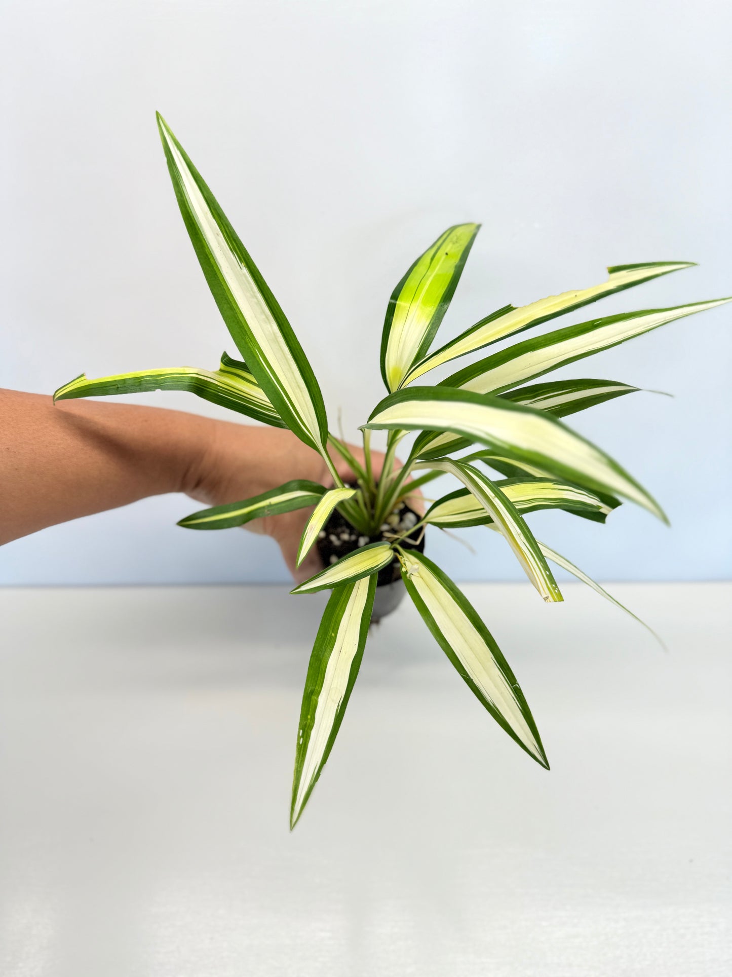 Chlorophytum capense Variegata - 'Variegated Spider Plant' - Best Pick of the Crop!