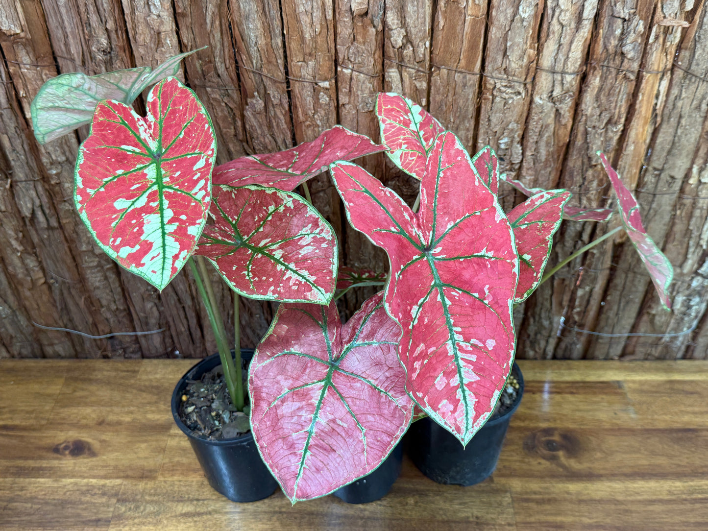 Caladium Fire of Phoenix