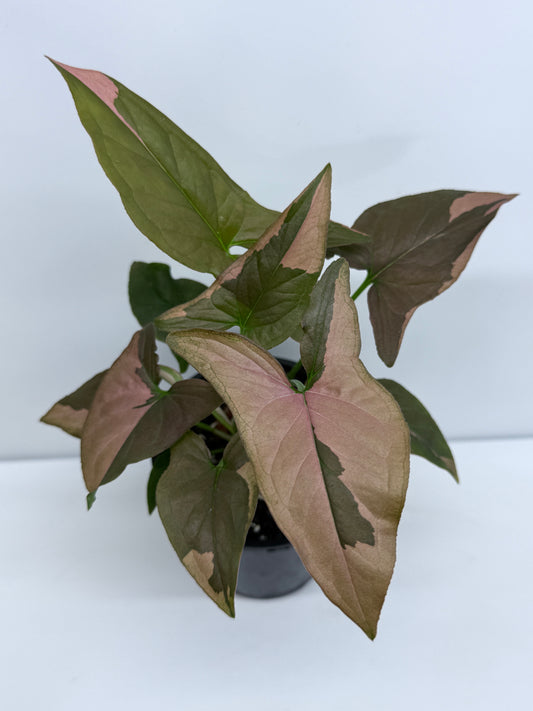 Syngonium Red Spot S53