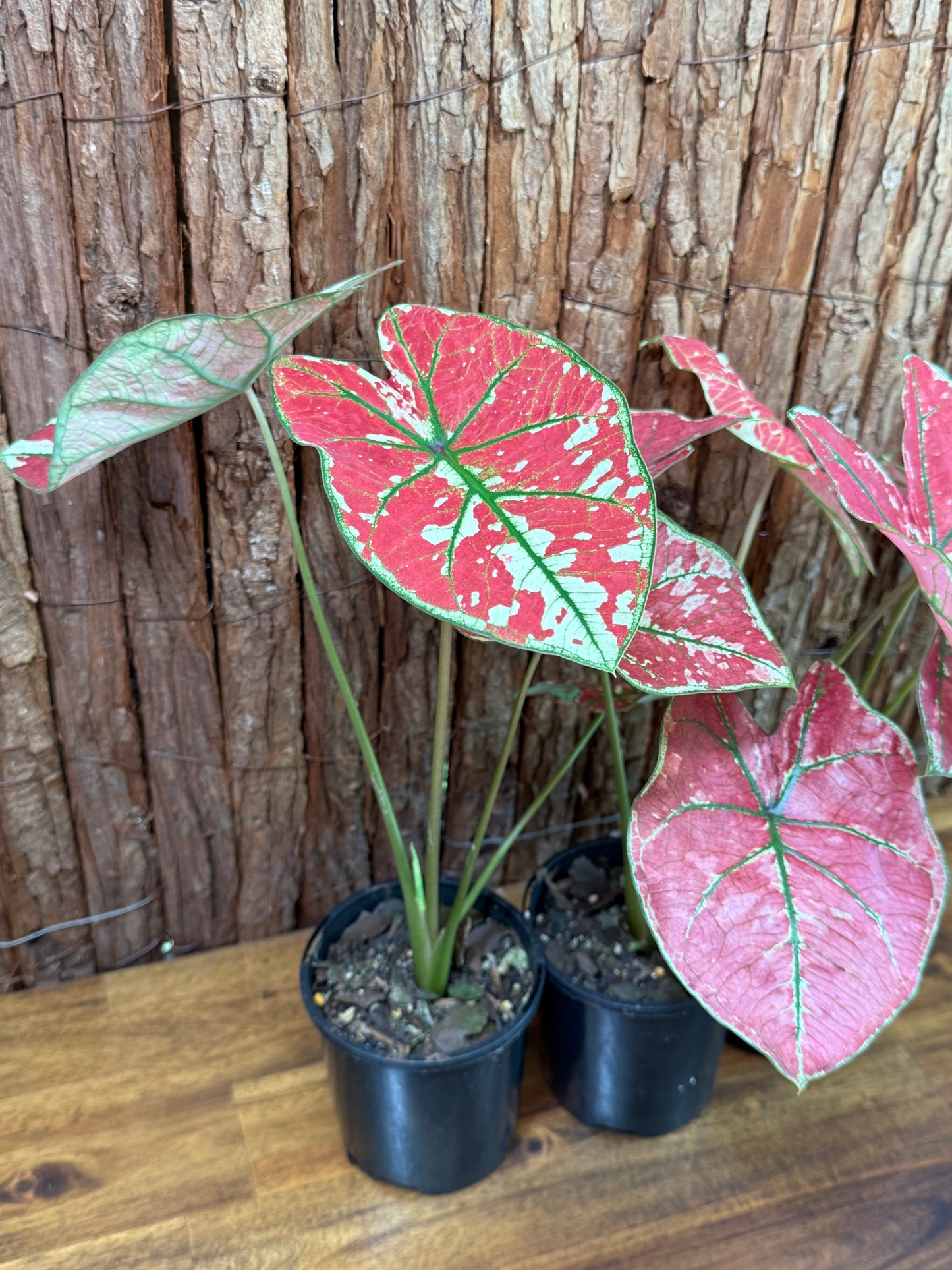 Caladium Fire of Phoenix