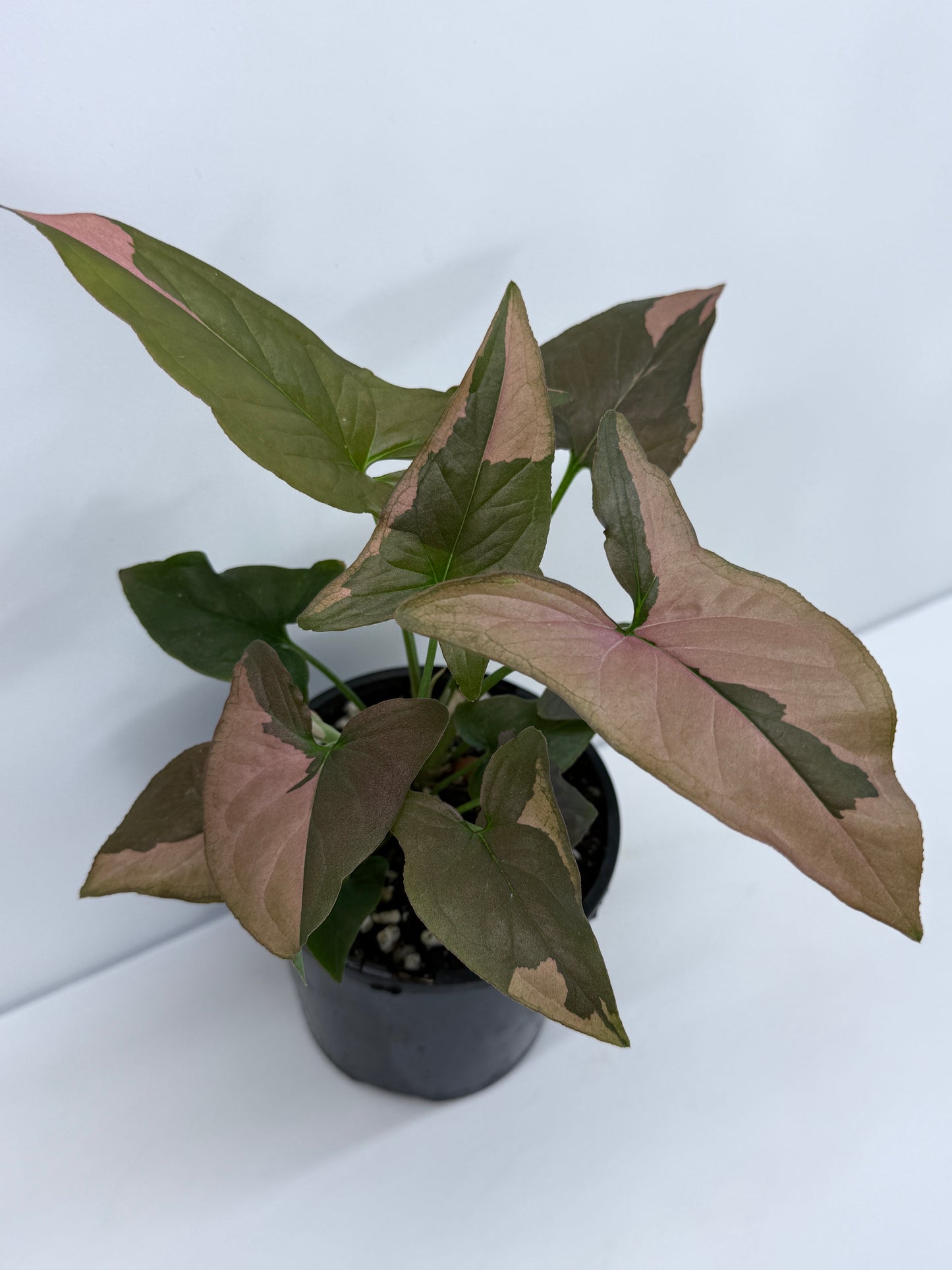 Syngonium Red Spot S53