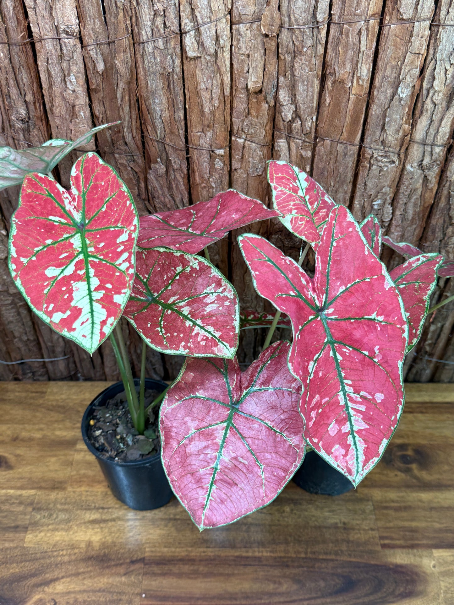 Caladium Fire of Phoenix