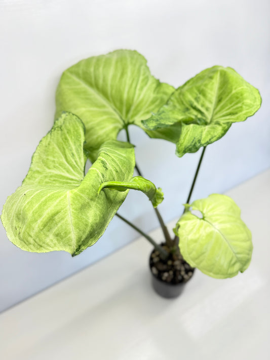Syngonium - Large NOID A82