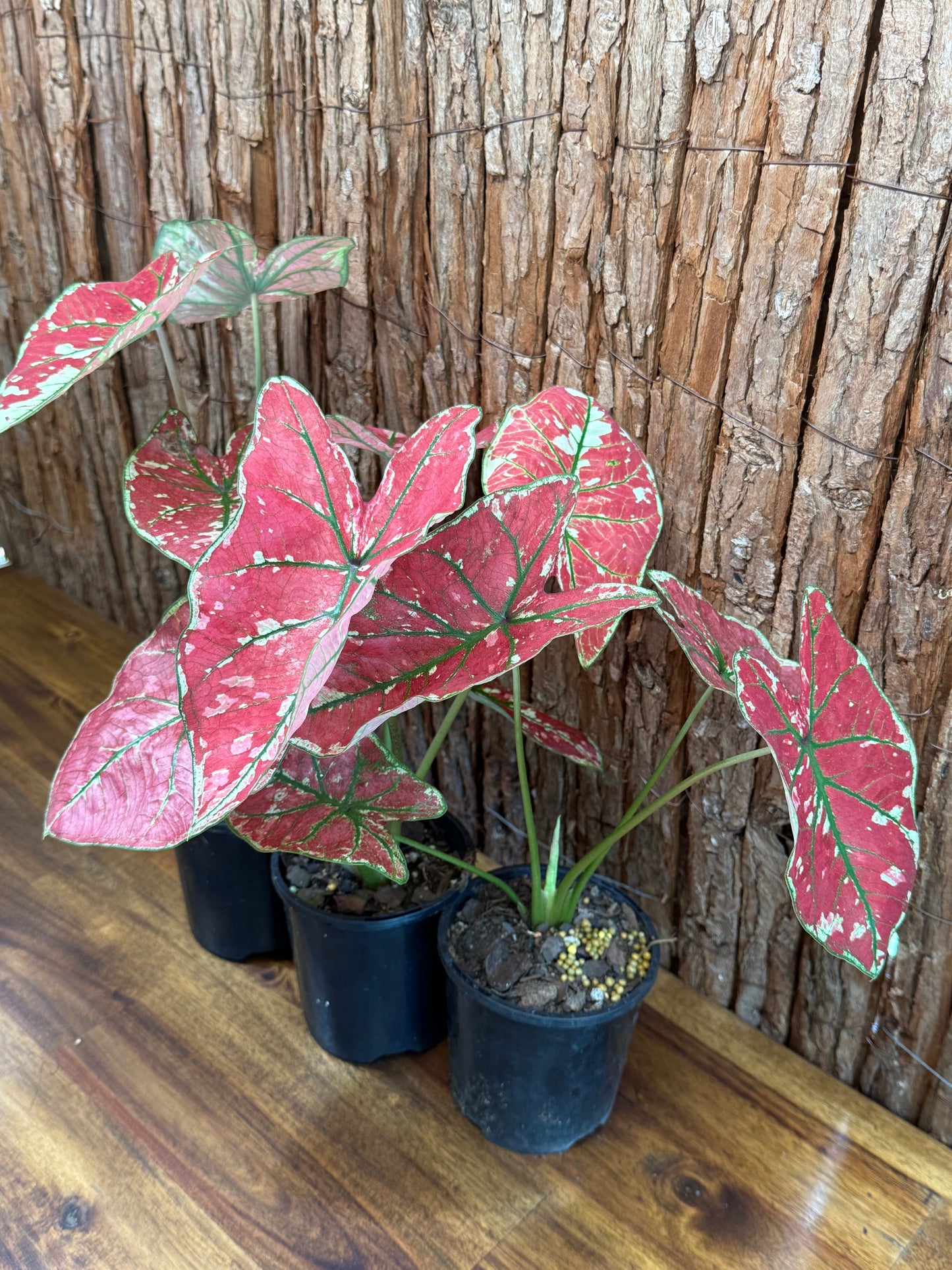 Caladium Fire of Phoenix