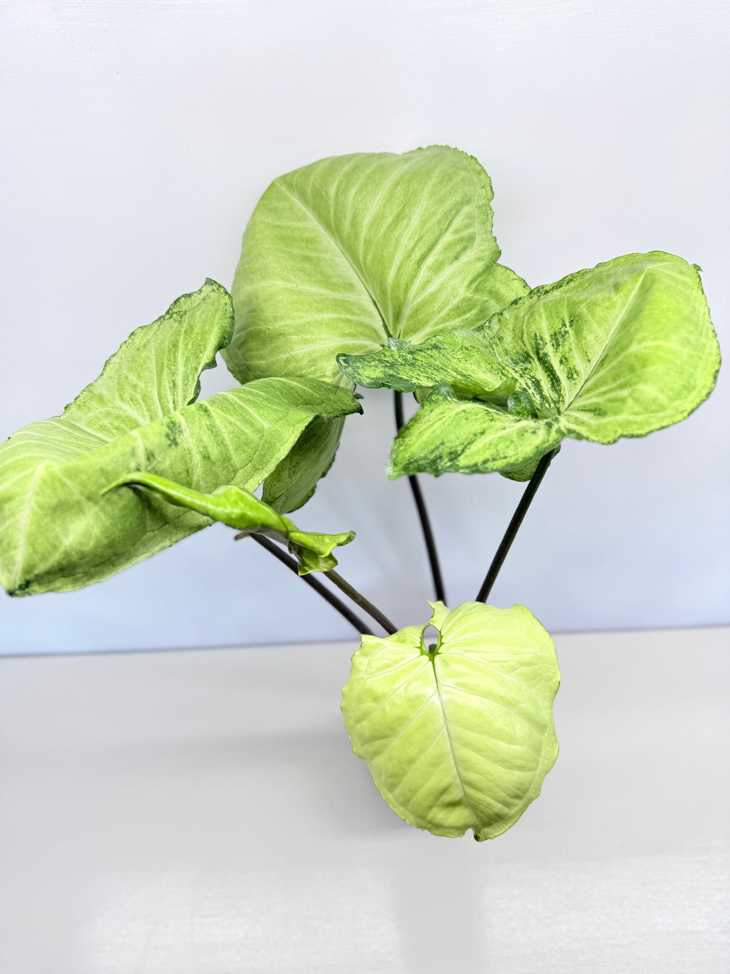 Syngonium - Large NOID A82