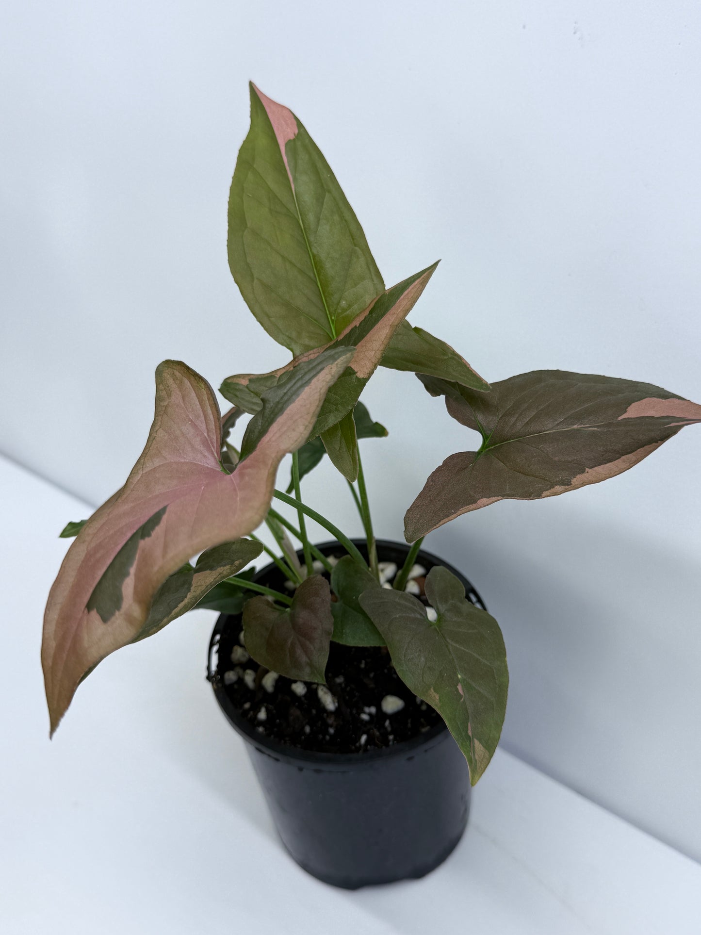 Syngonium Red Spot S53