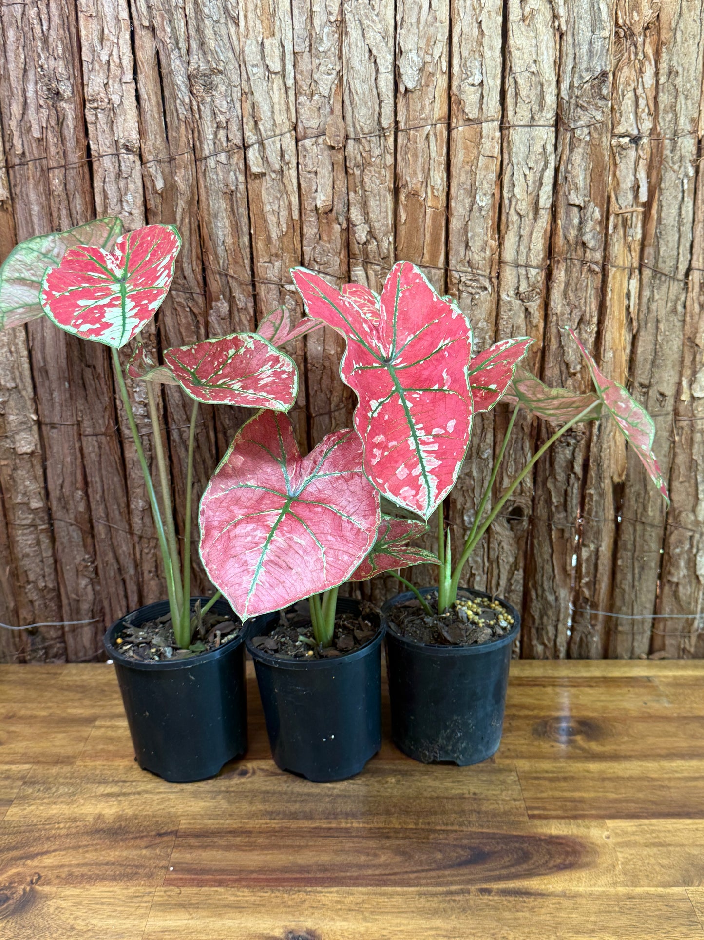 Caladium Fire of Phoenix