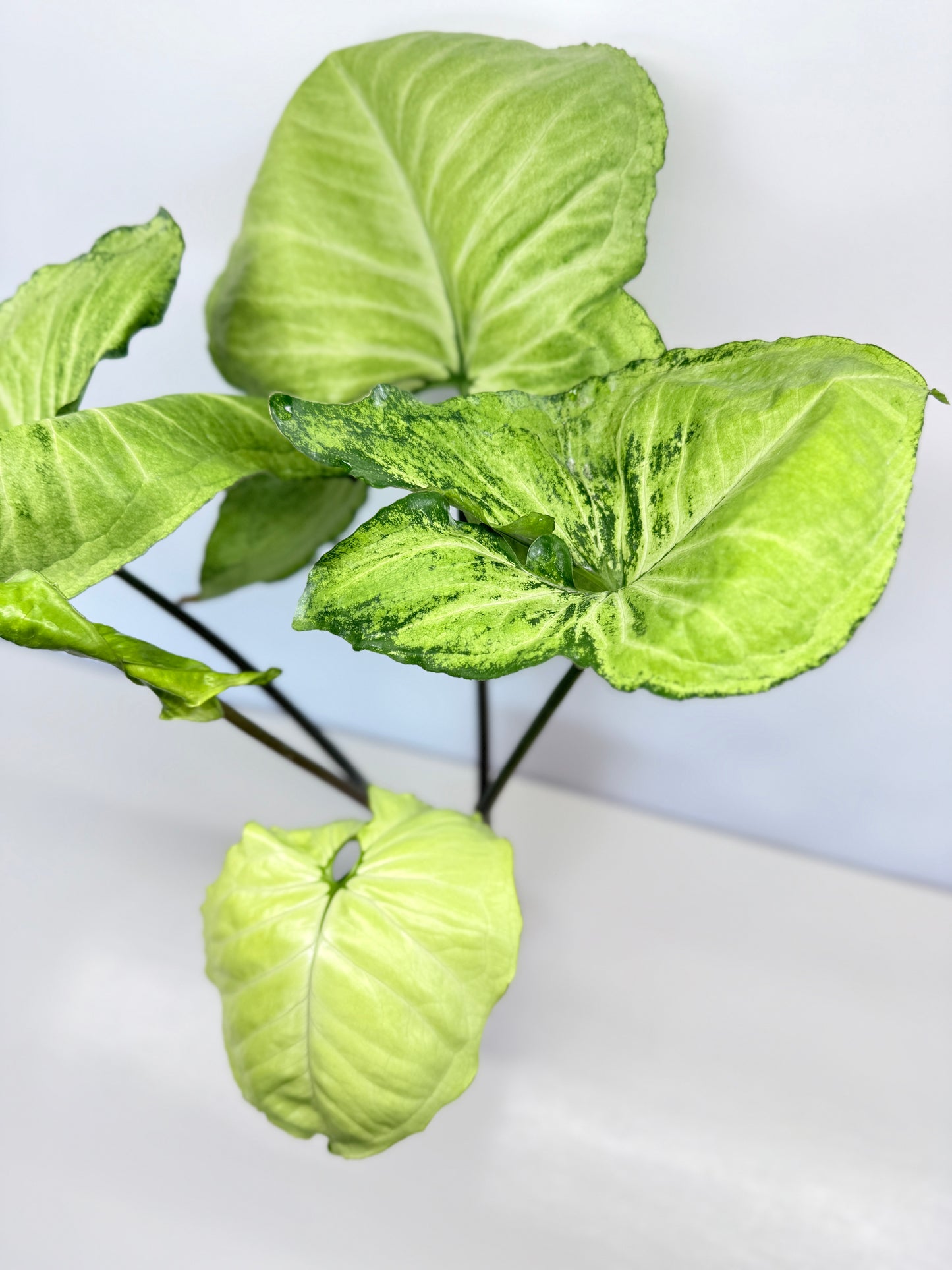 Syngonium - Large NOID A82