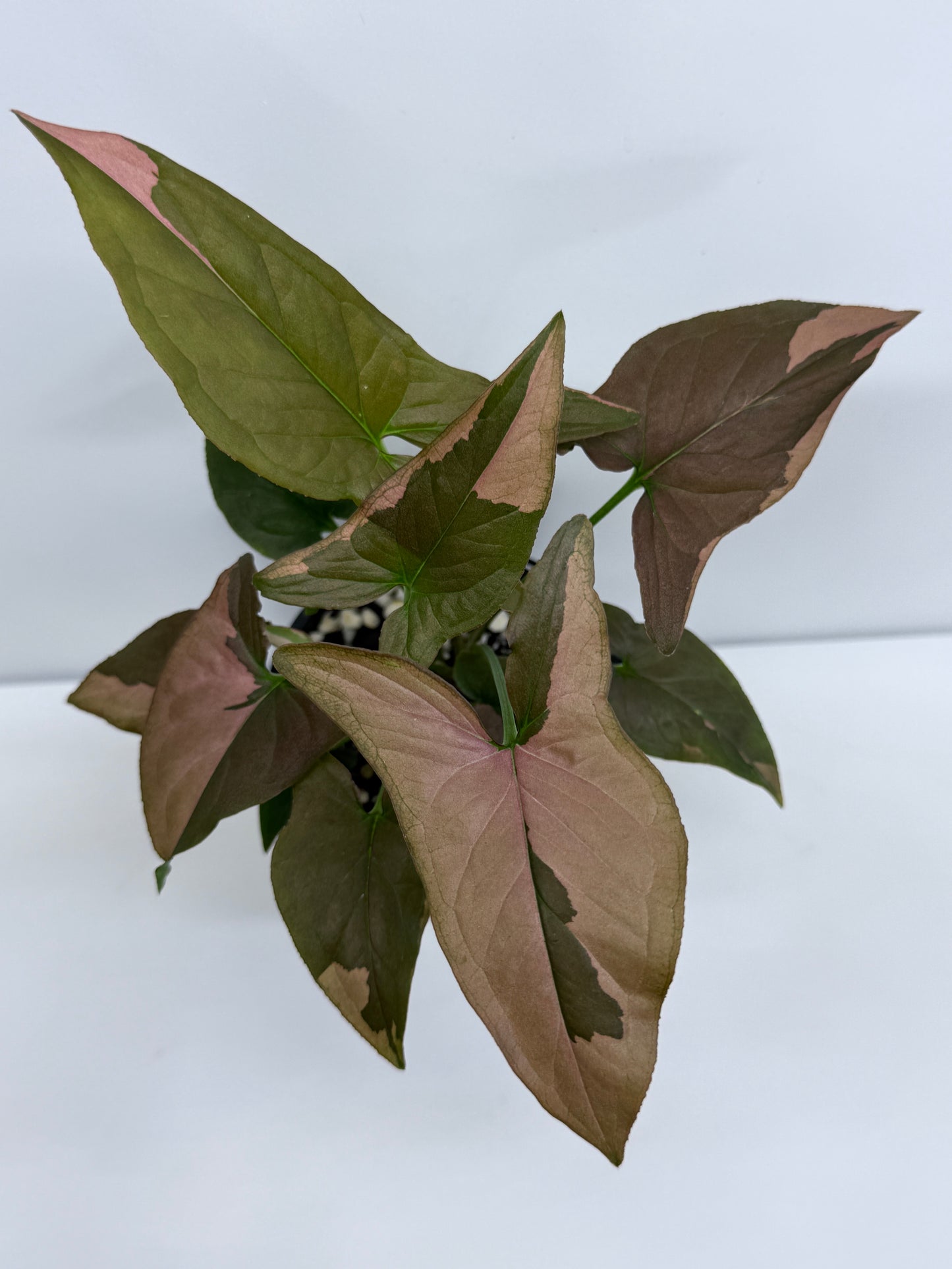 Syngonium Red Spot S53